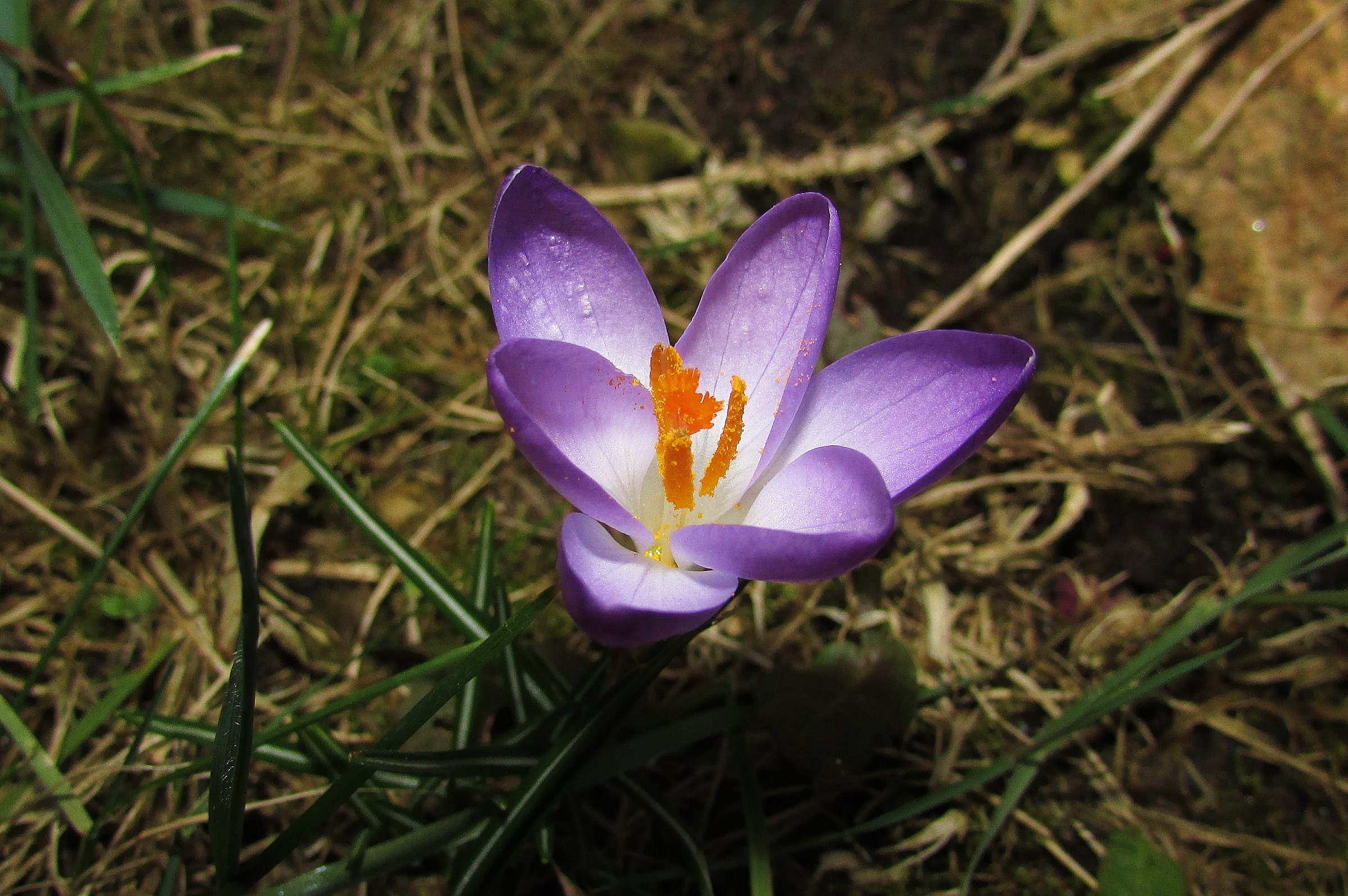 Crocus