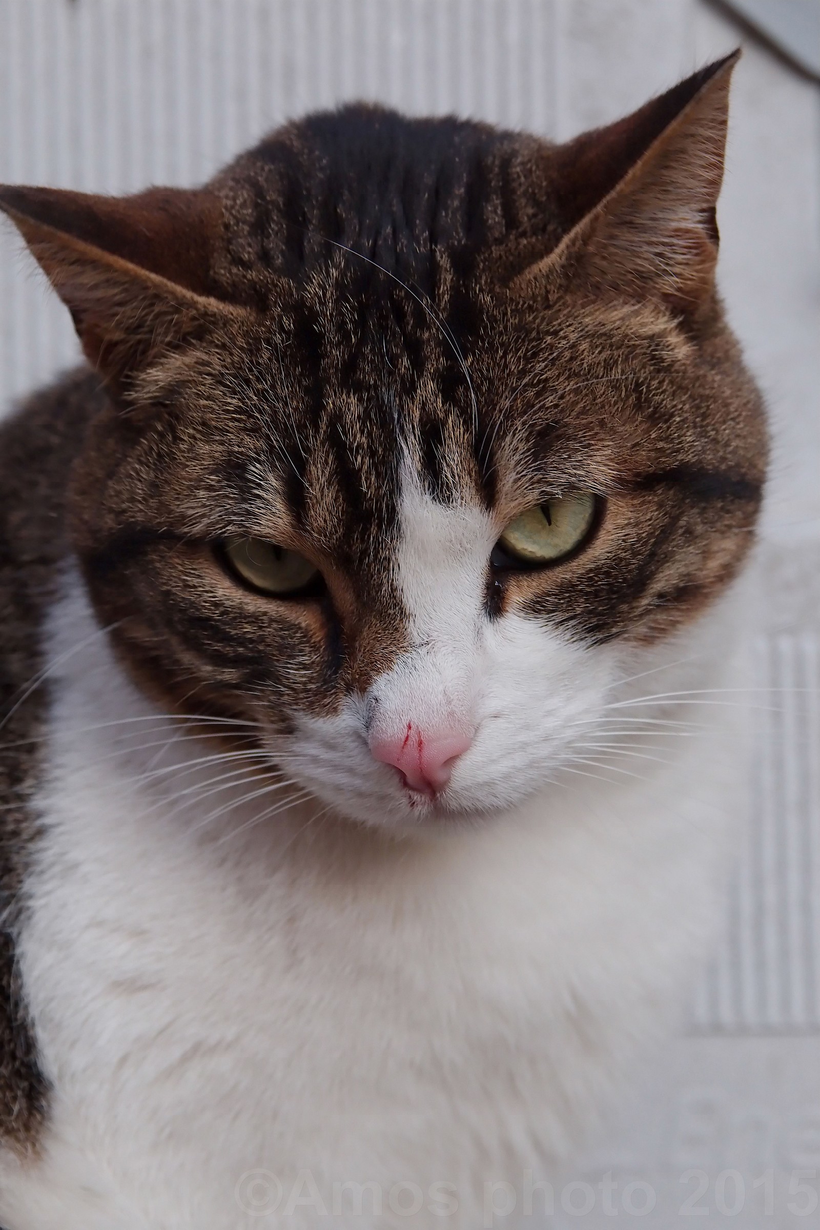 ------------Gatto-----------