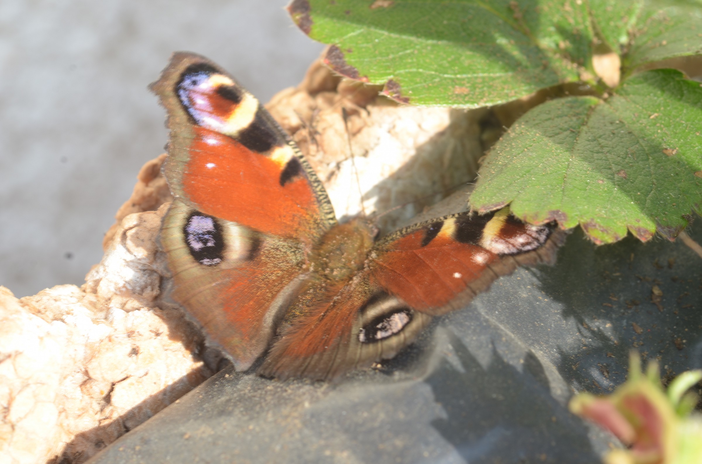 aglais I - vanessa