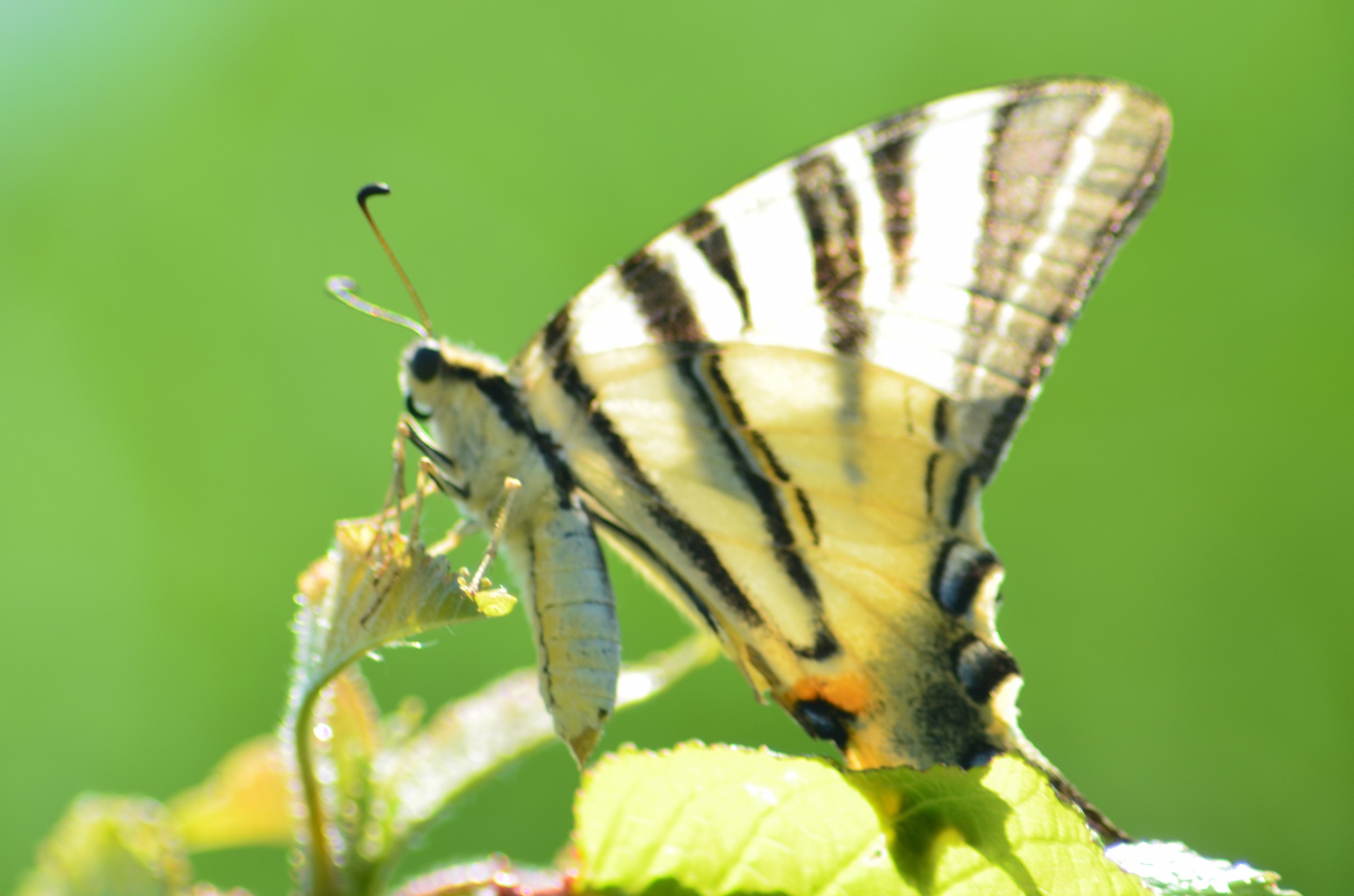 ipiclides podalirius - Scarce Swallowtail