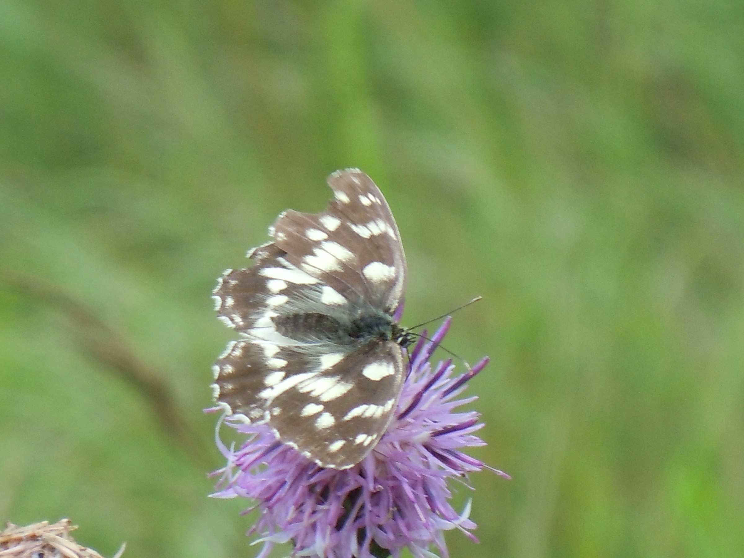 melanargia galathea