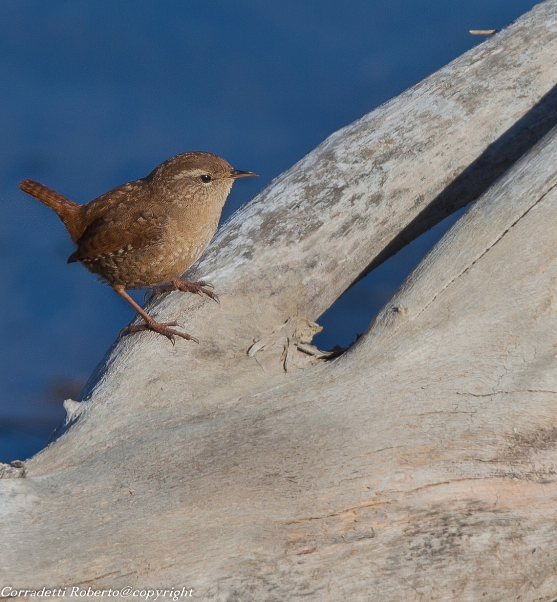 wren