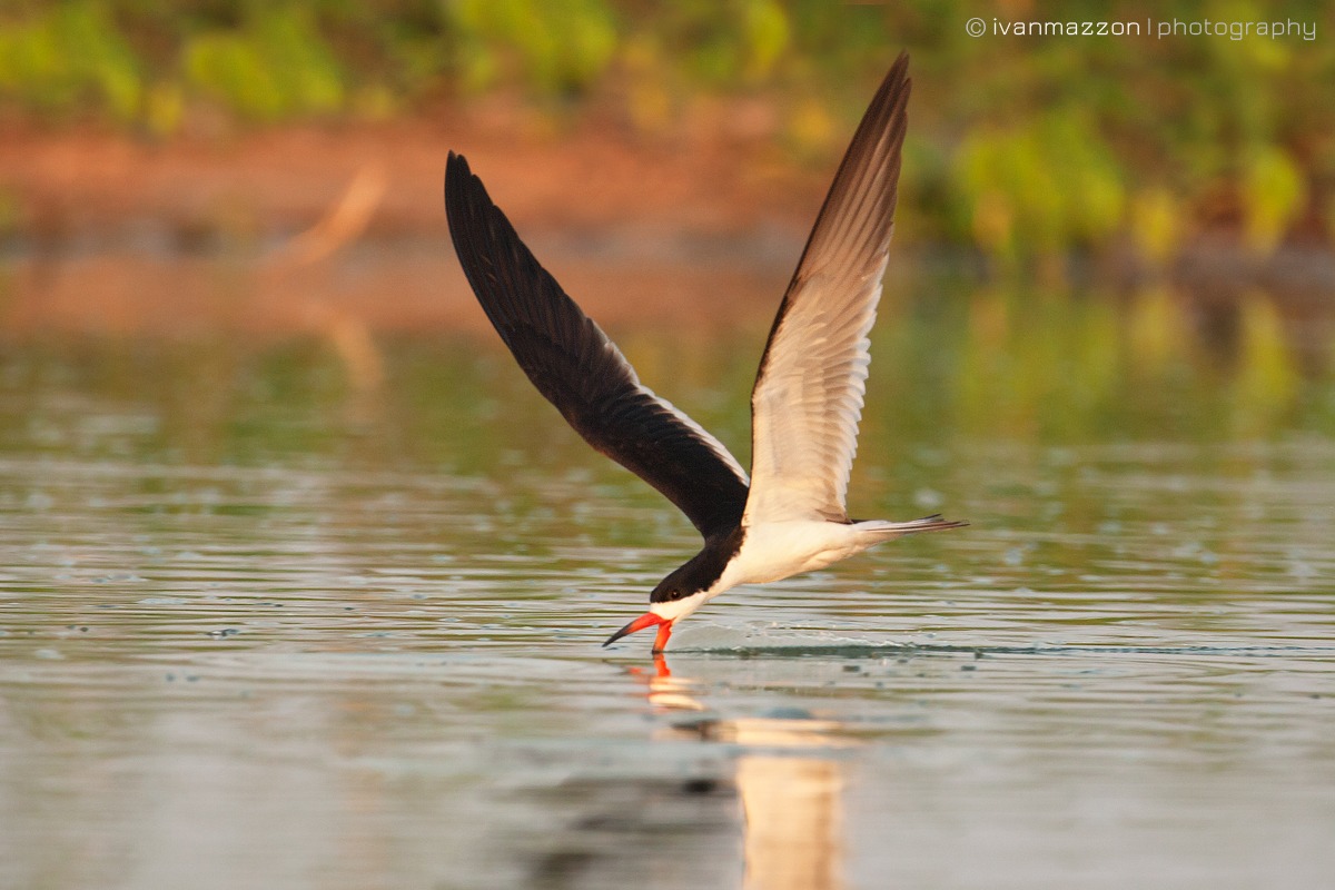 Black skimmer