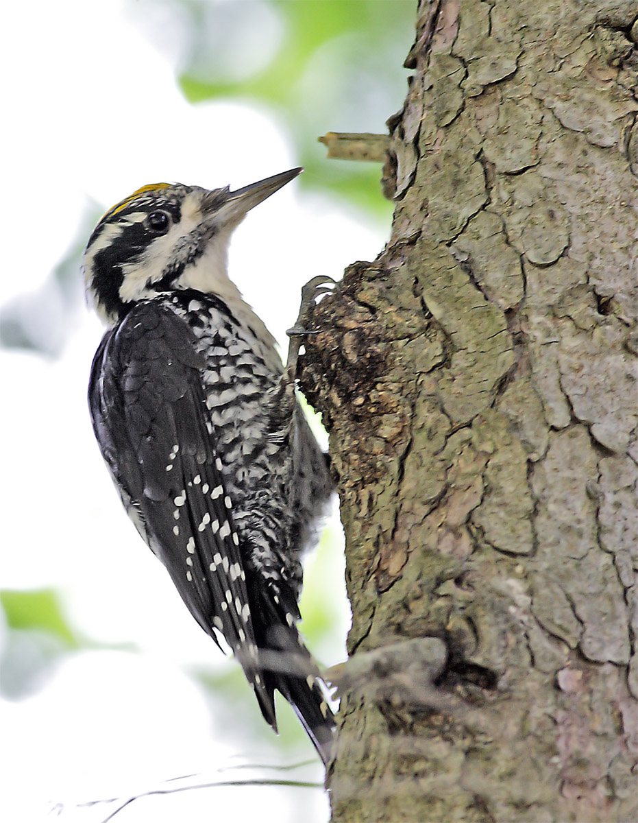 Three-toed woodpecker