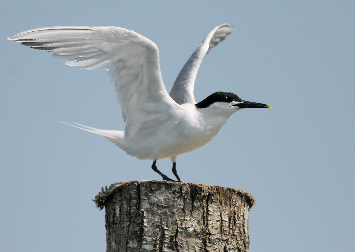 Sandwich Tern