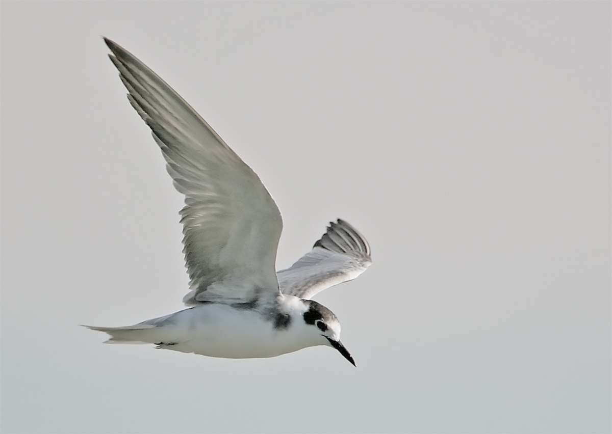 Black Tern