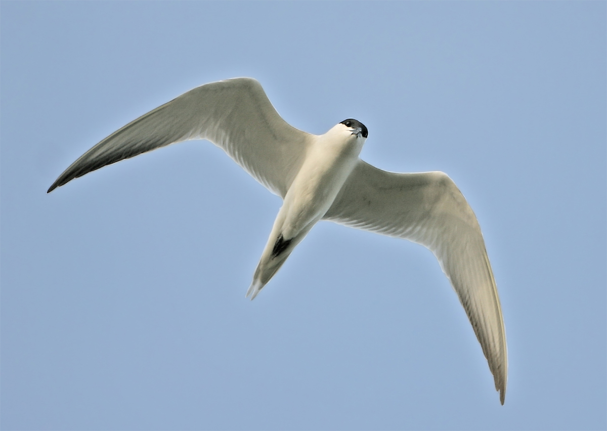 Gull-billed Tern