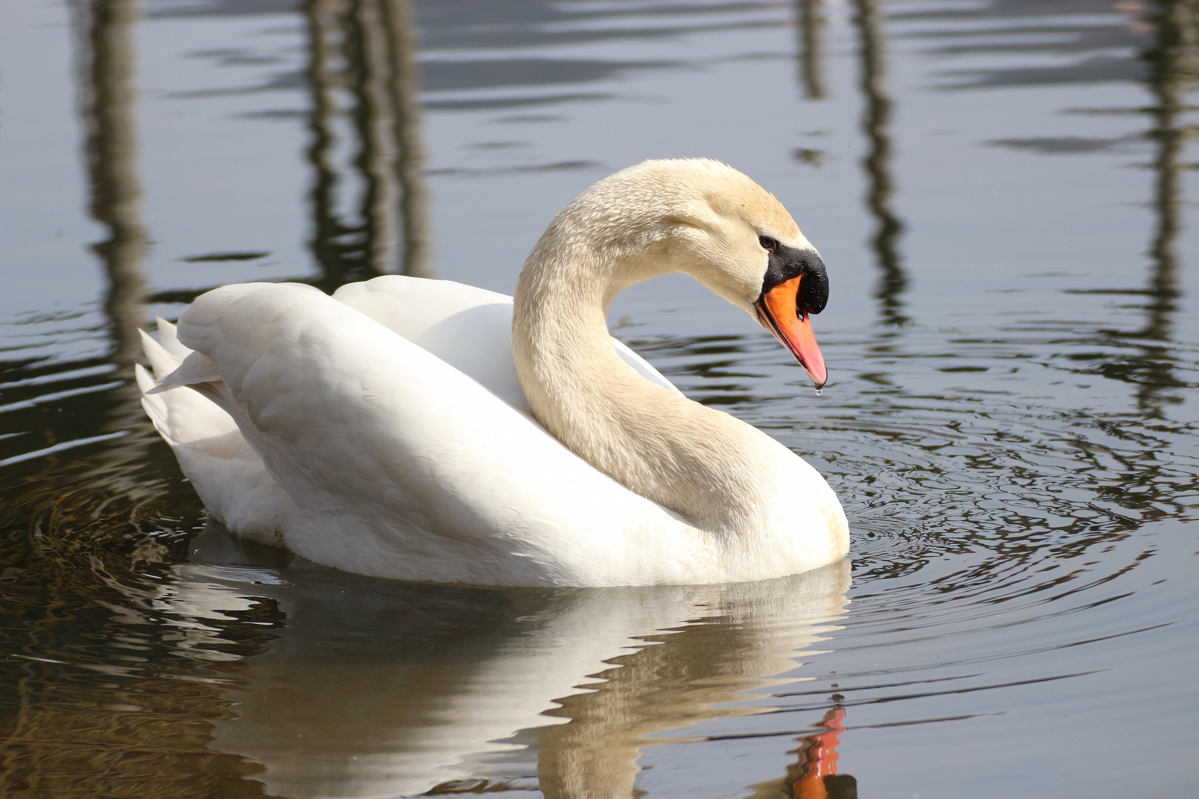 cigno reale (Cygnus olor)