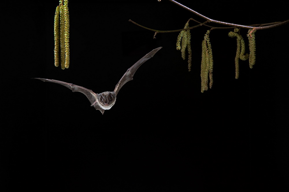 Primavera barbastelle- occidentale sta arrivando