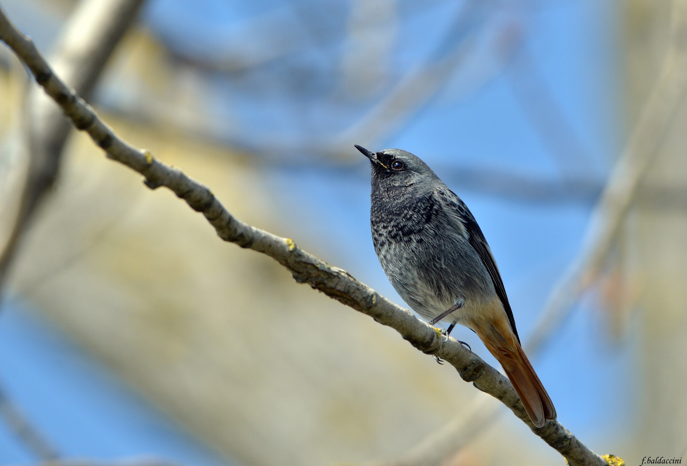 the redstart