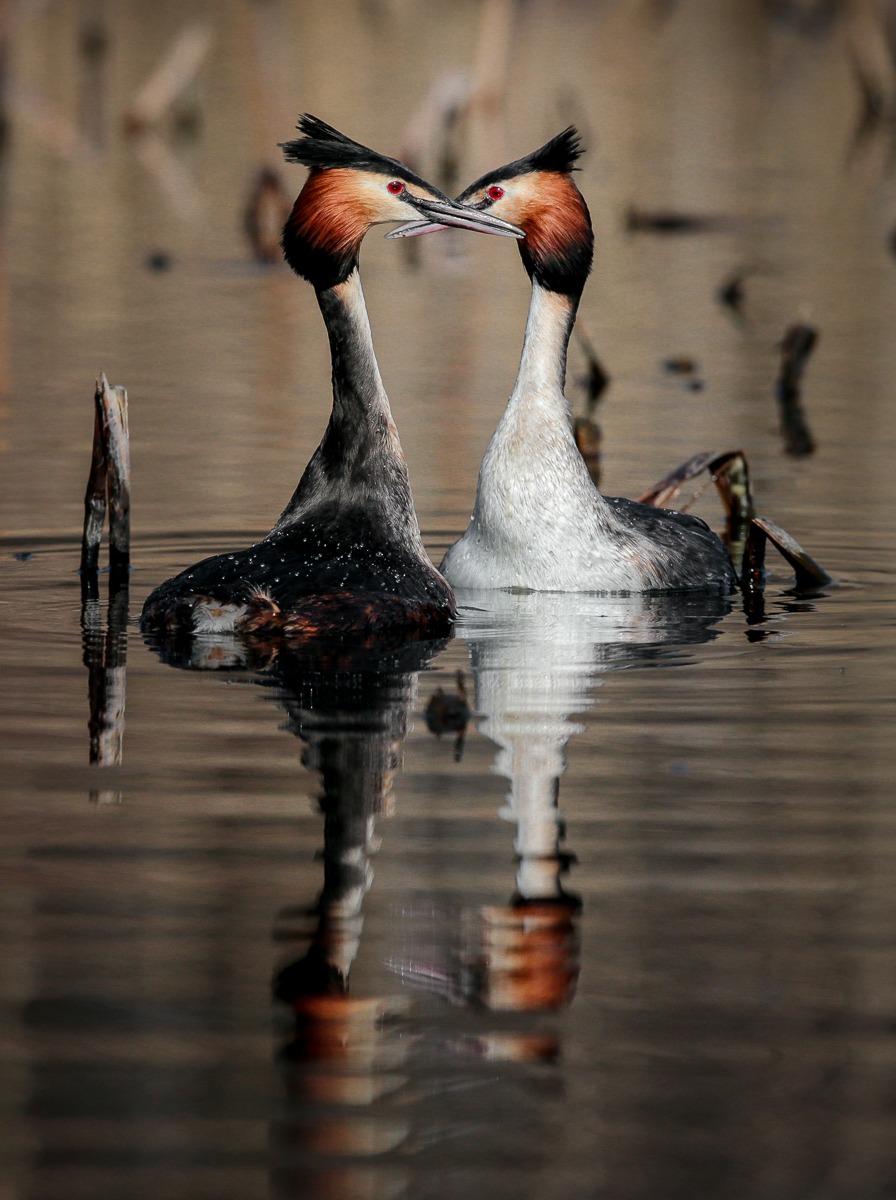 Grebes