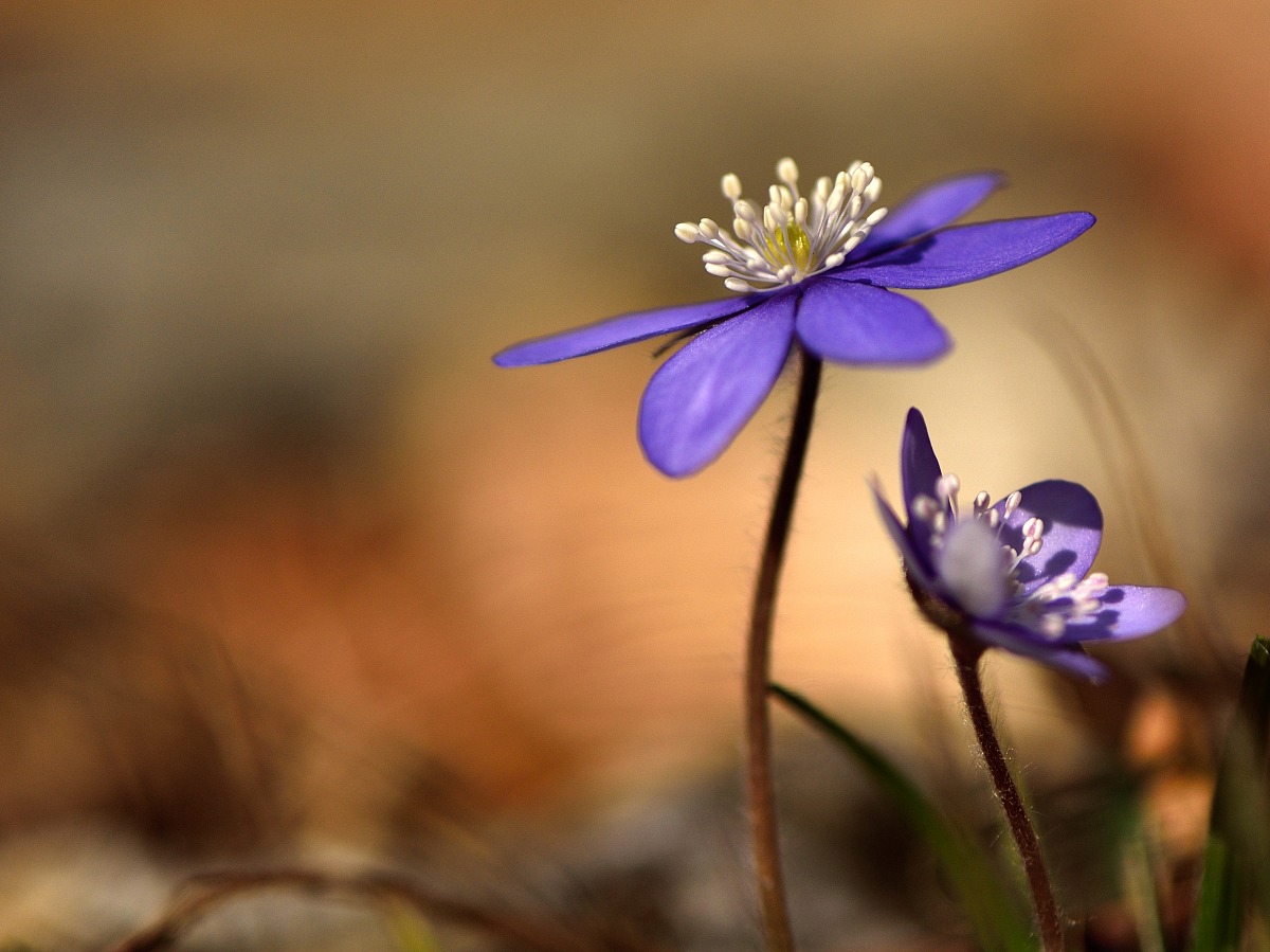 Hepatica Nobilis