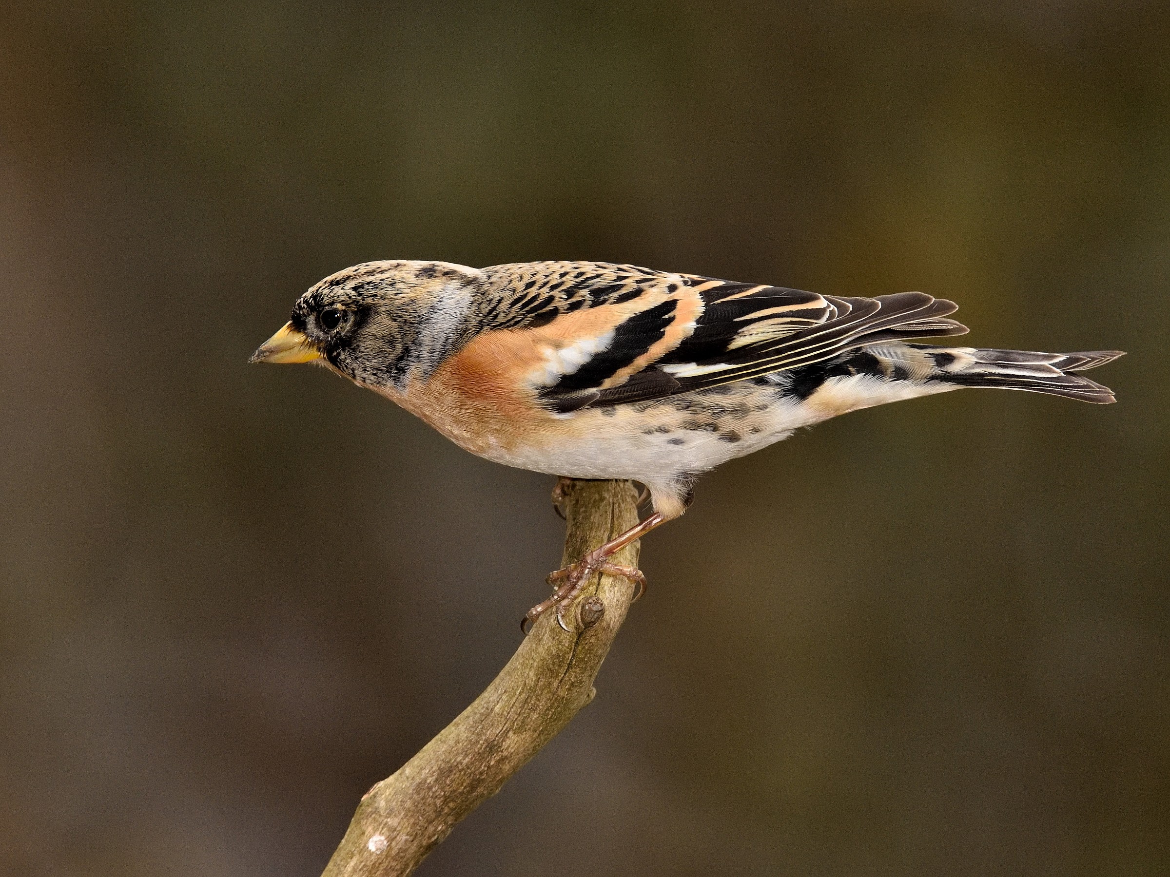 Brambling 1600 iso d750