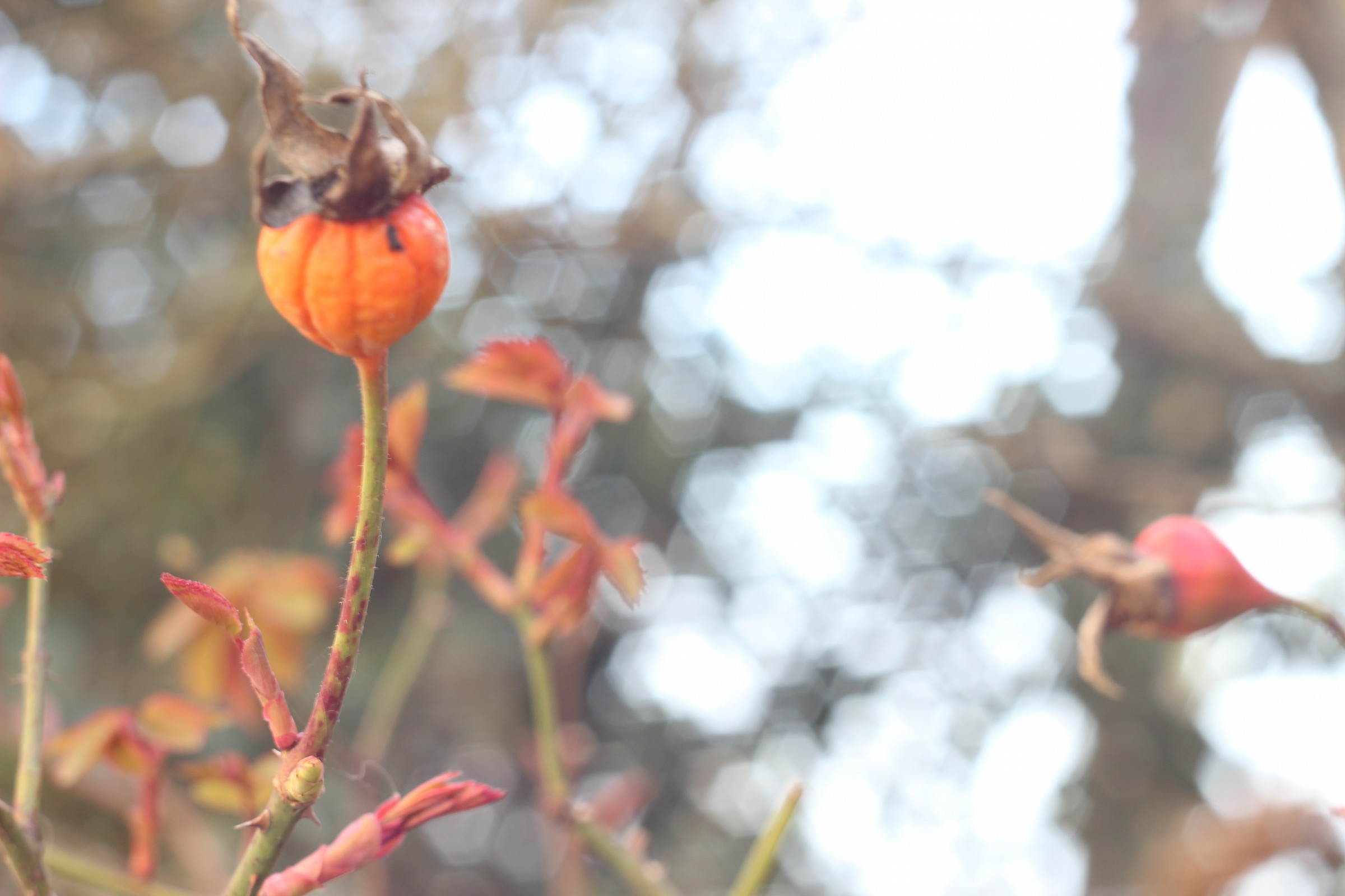 In attesa della primavera