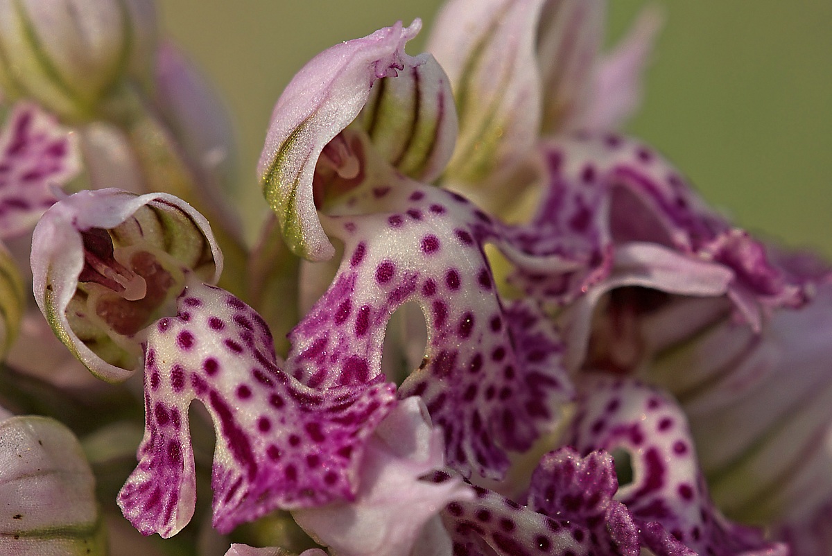 Orchis lactea