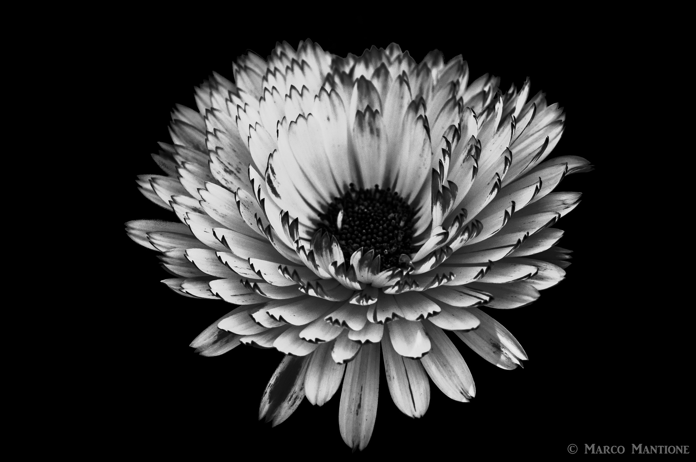 Flower in Black and White