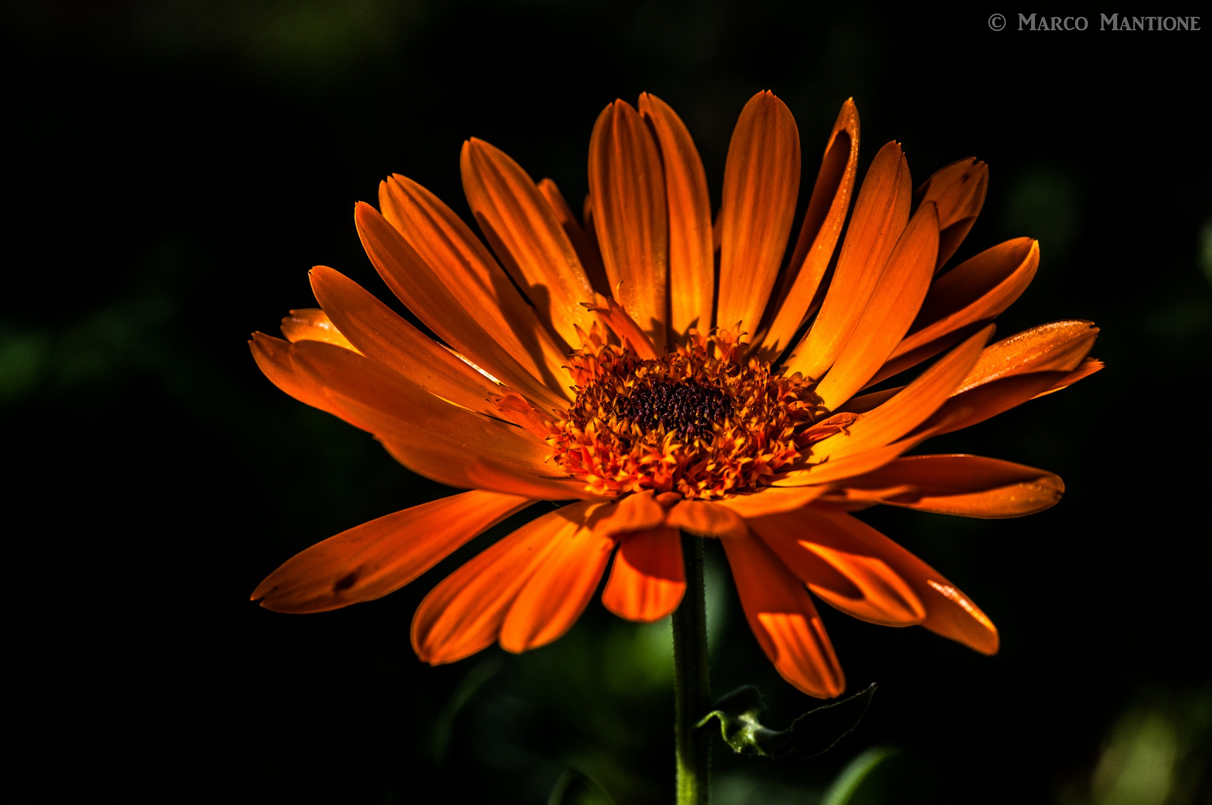 Orange flower