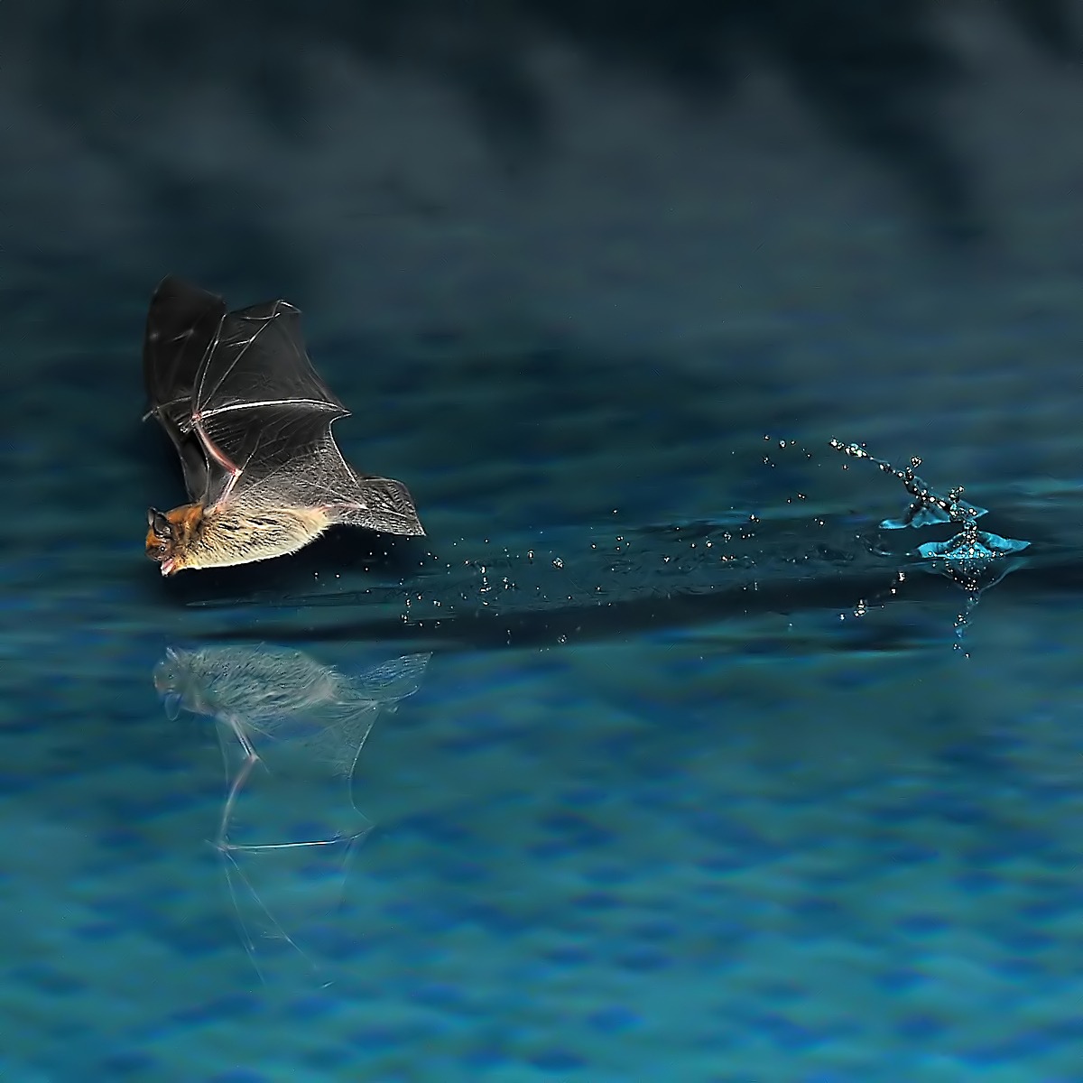 passaggio in piscina