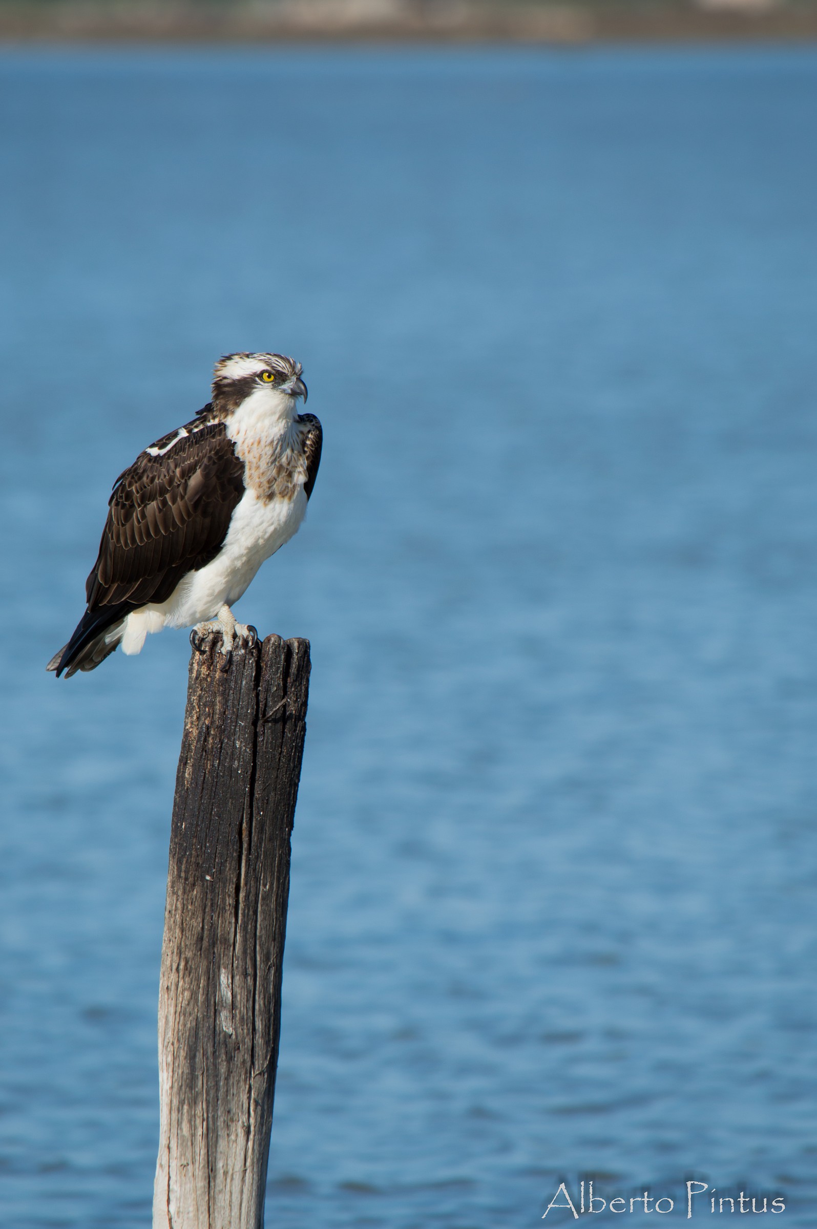 Falco Pescatore (Pandion haliaetus)