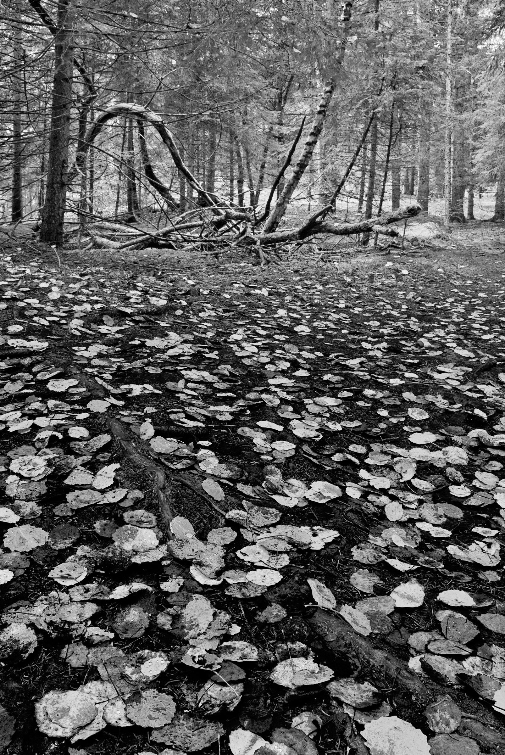 Passeggiata autunnale