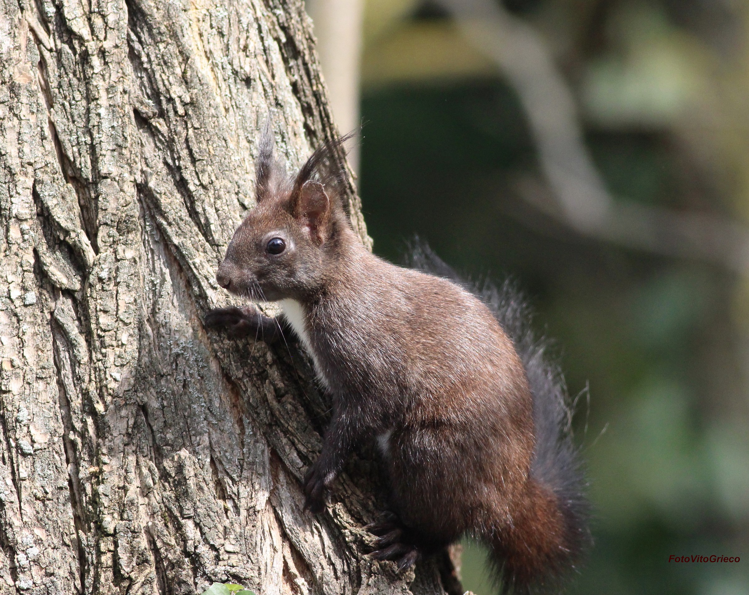 Scoiattolo