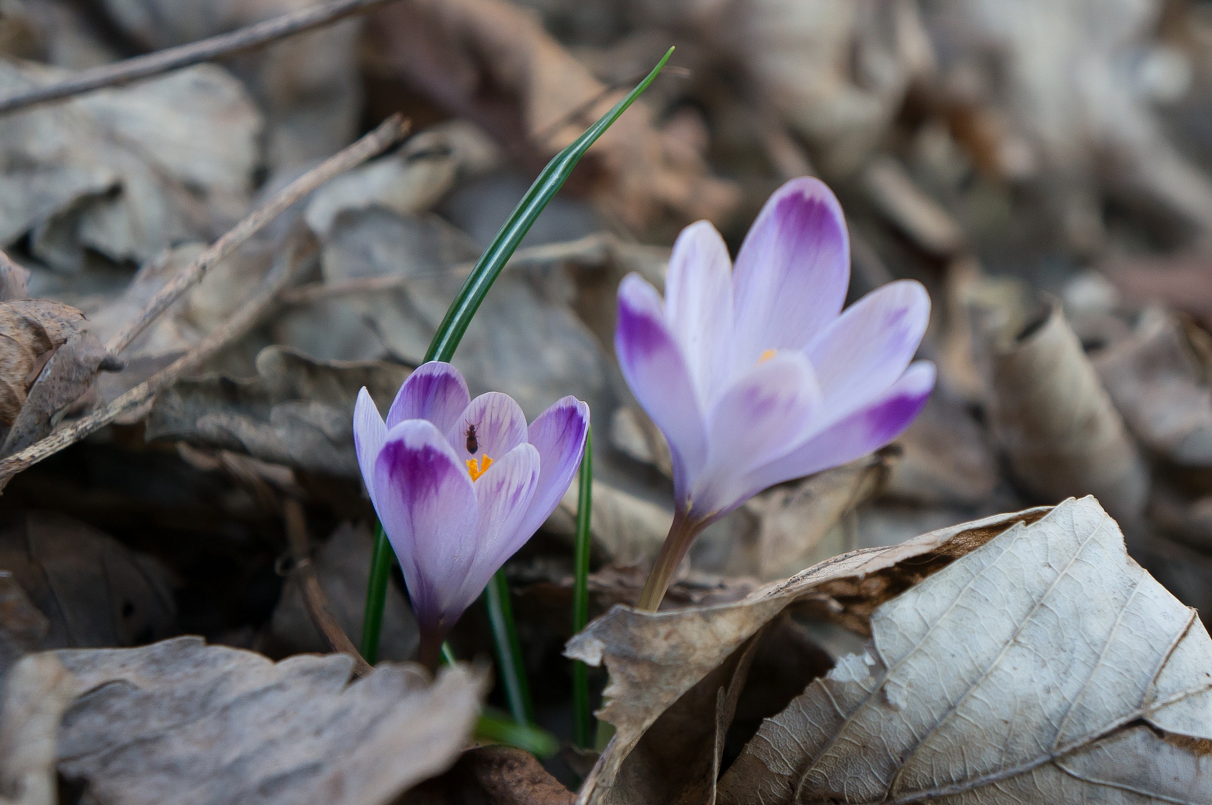 Crocus