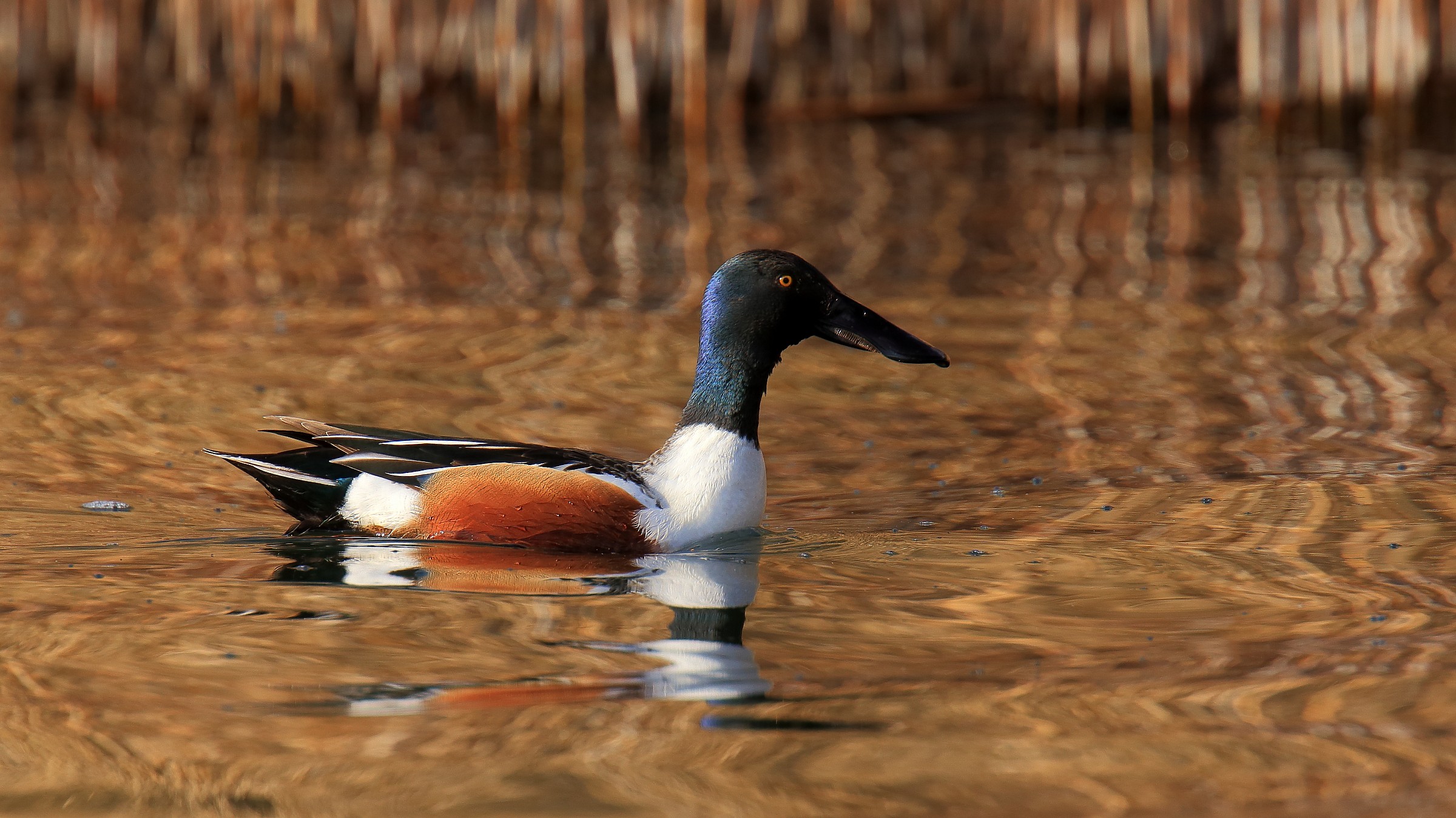 It was for loons ...