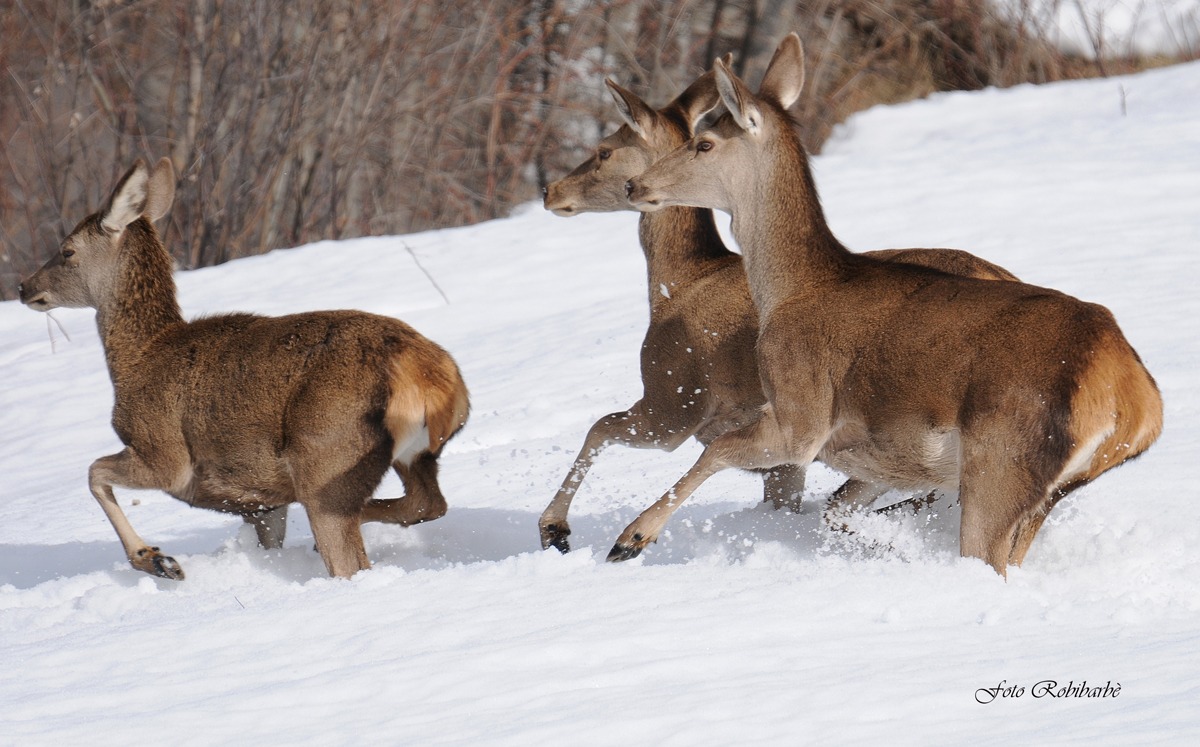 Tre Cerve in fuga....