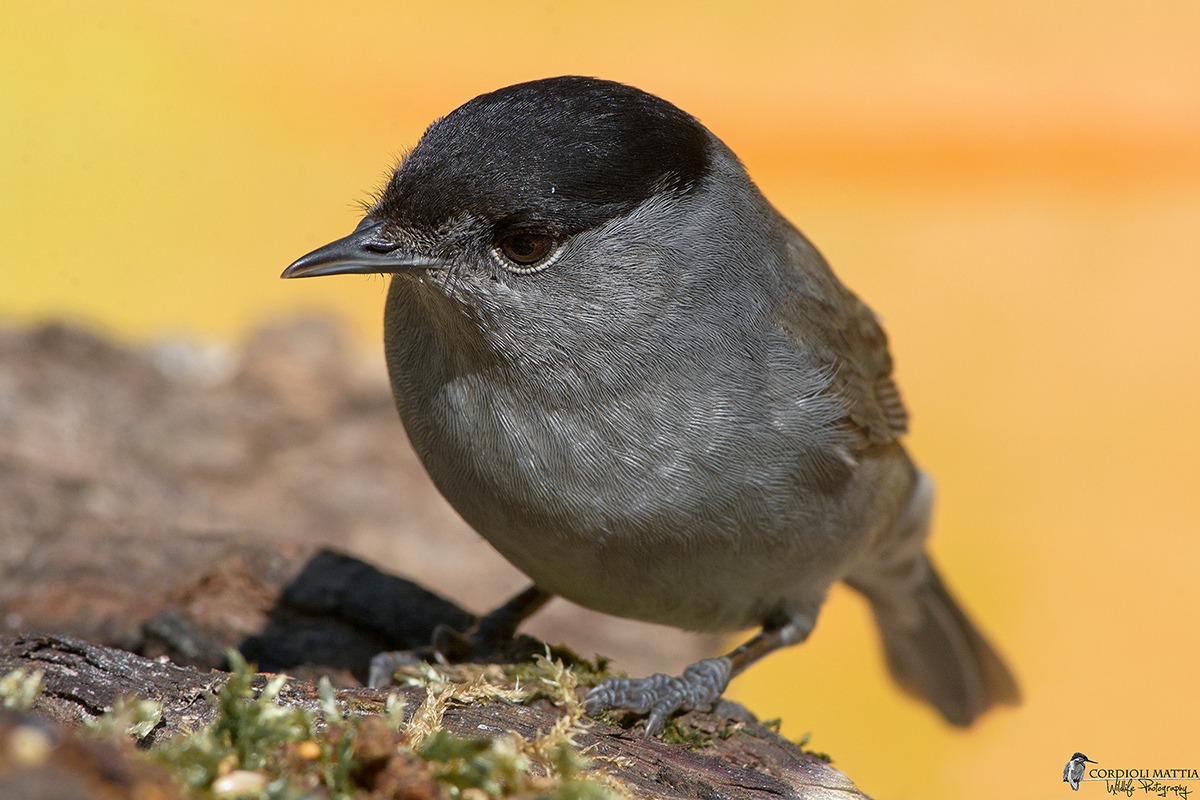 Blackcap No Crop