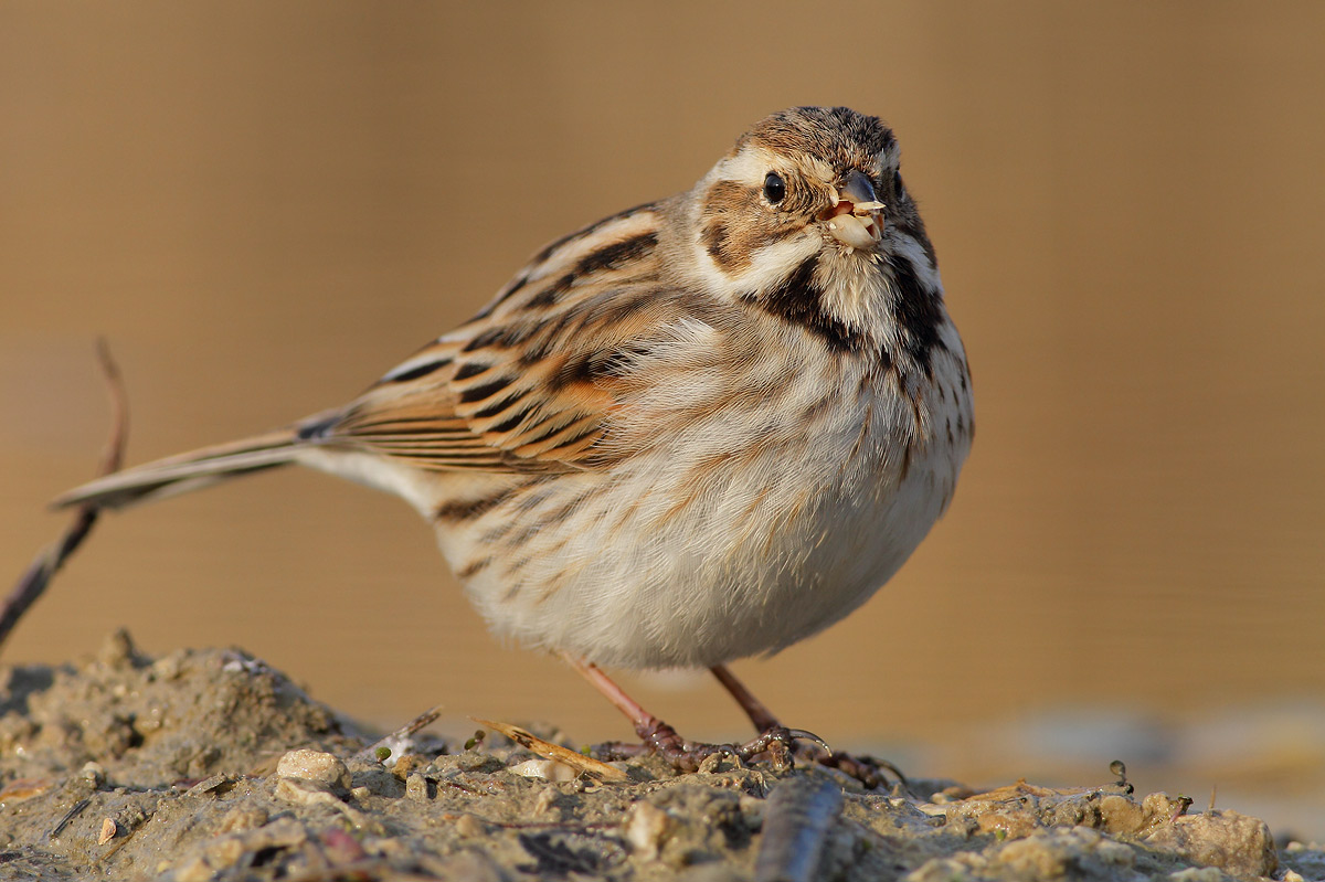 Reed Bunting