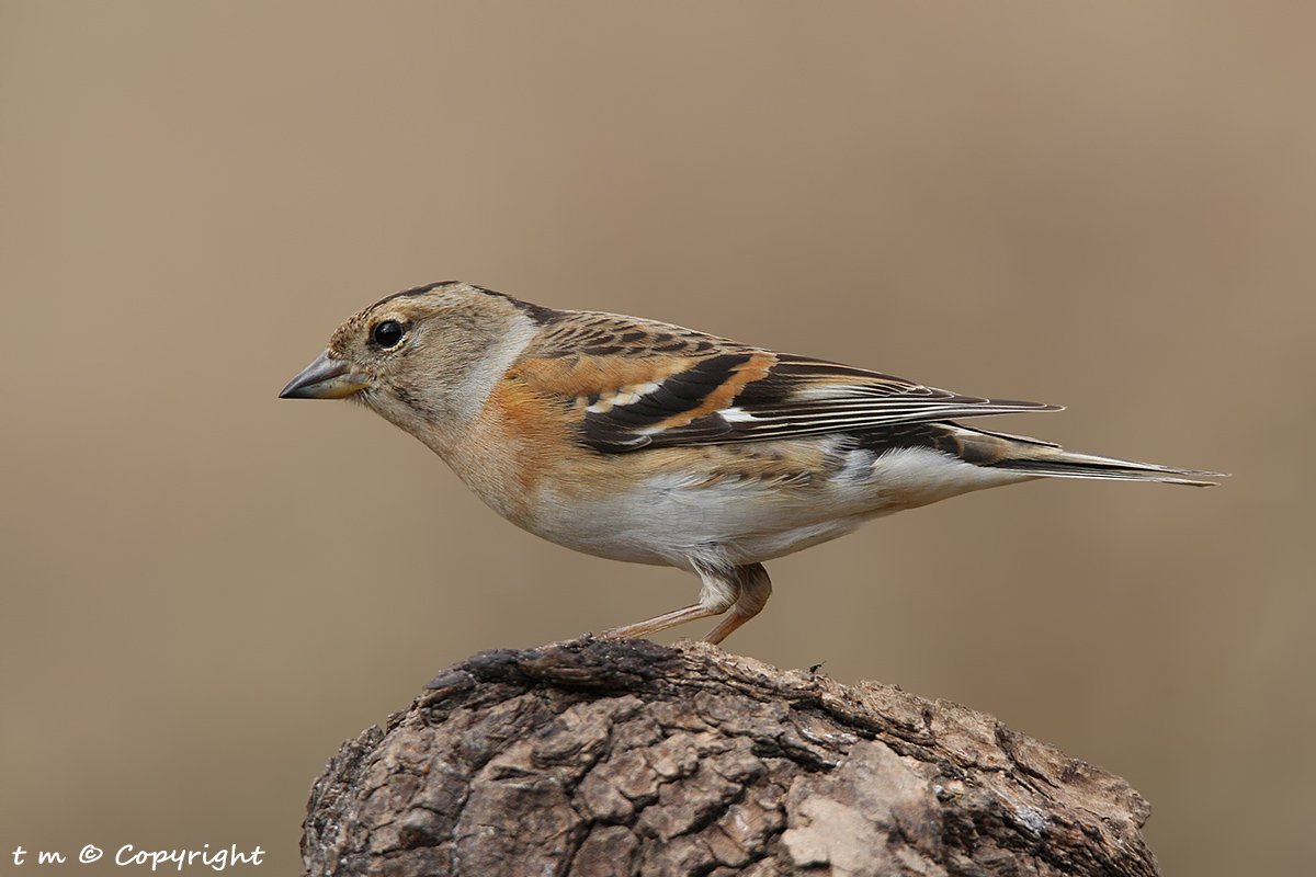 Brambling