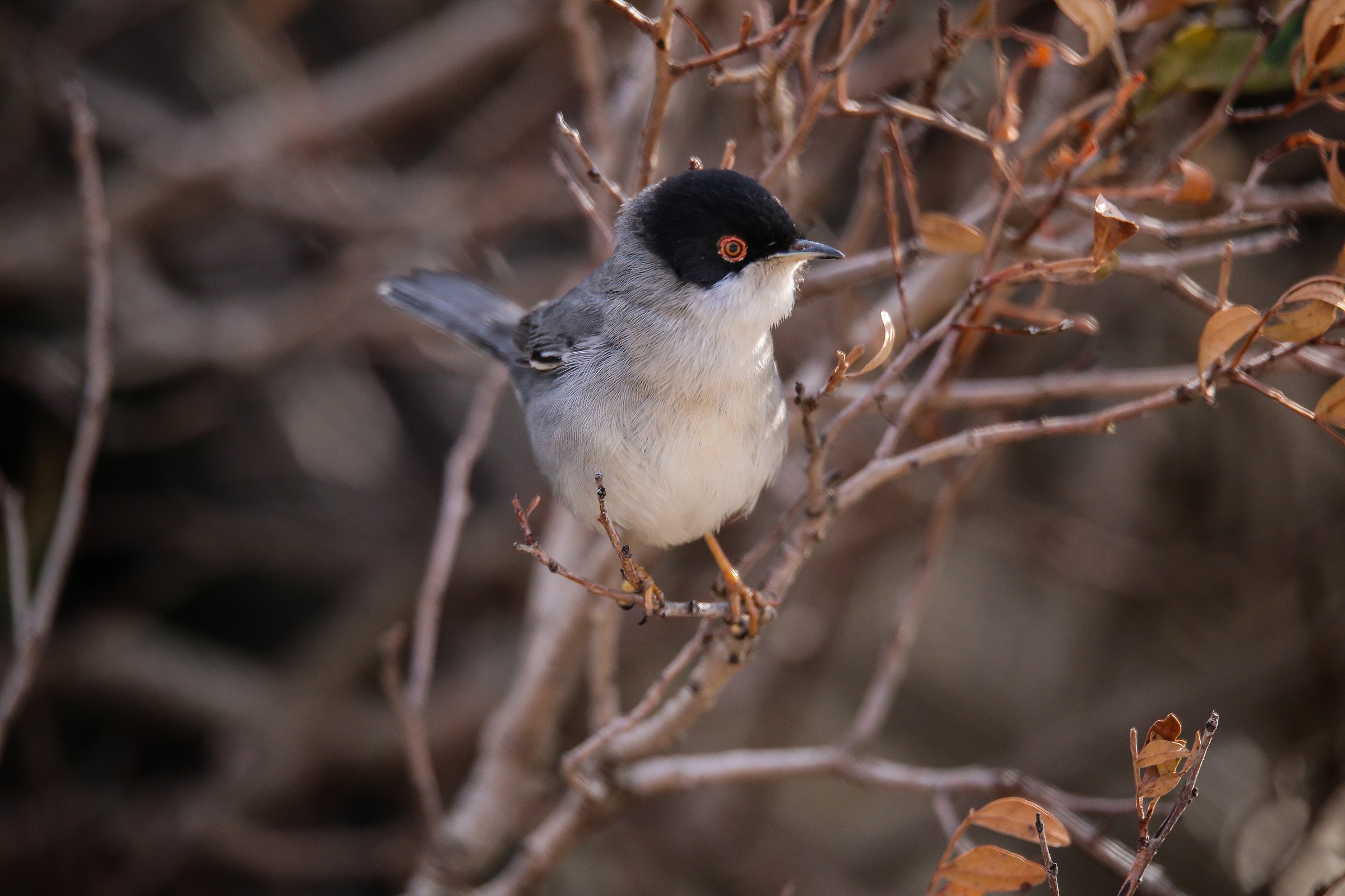 Sardinian Warbler