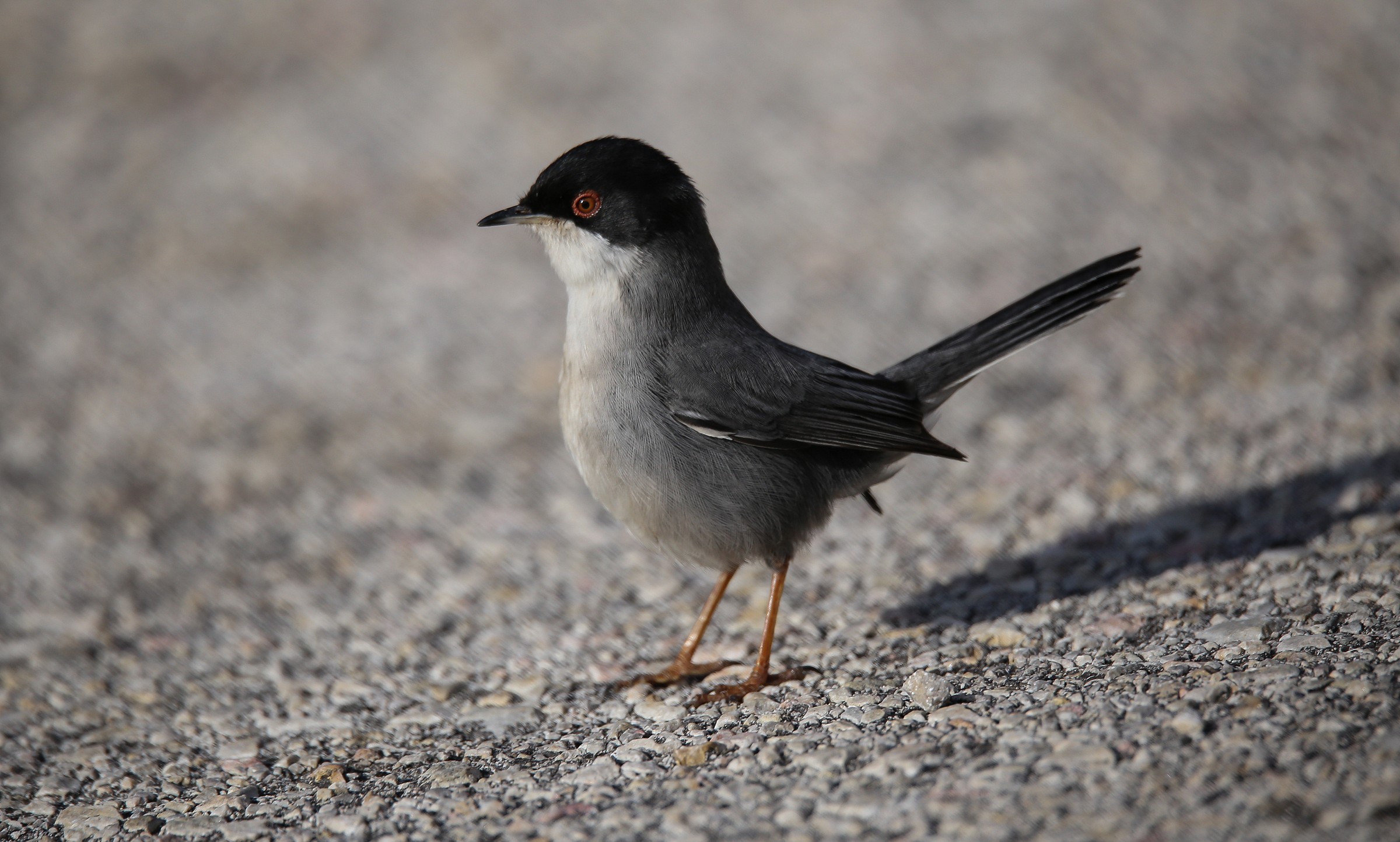 Sardinian Warbler