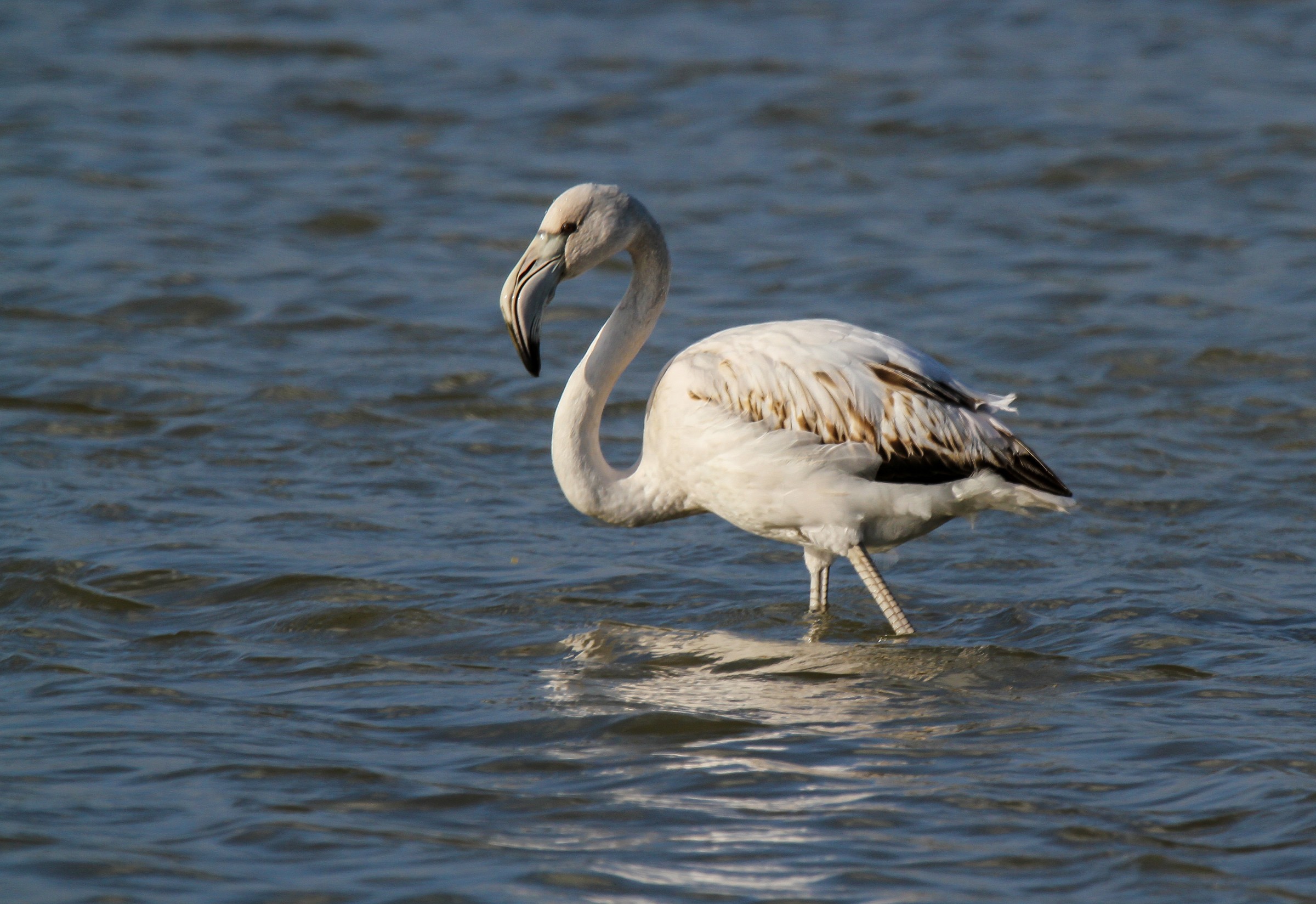 Greater Flamingo   Immature      Mallorca