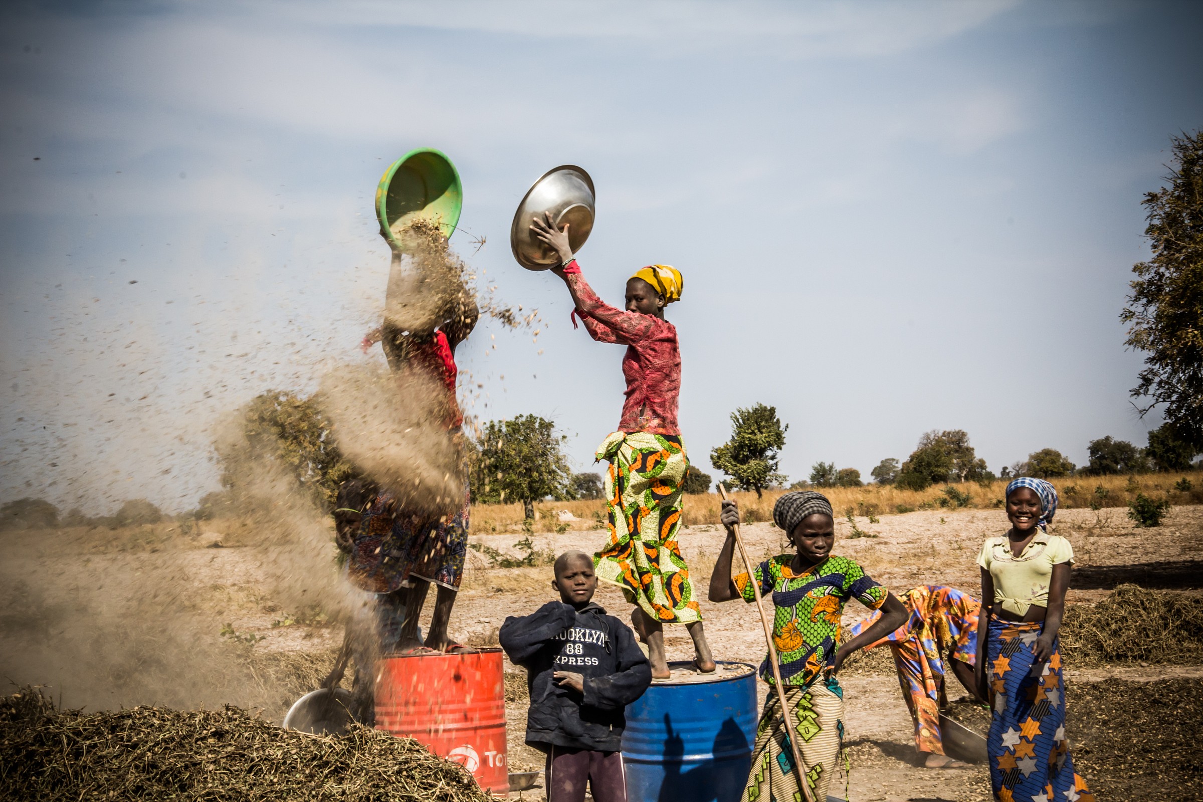 The harvesting of peanuts