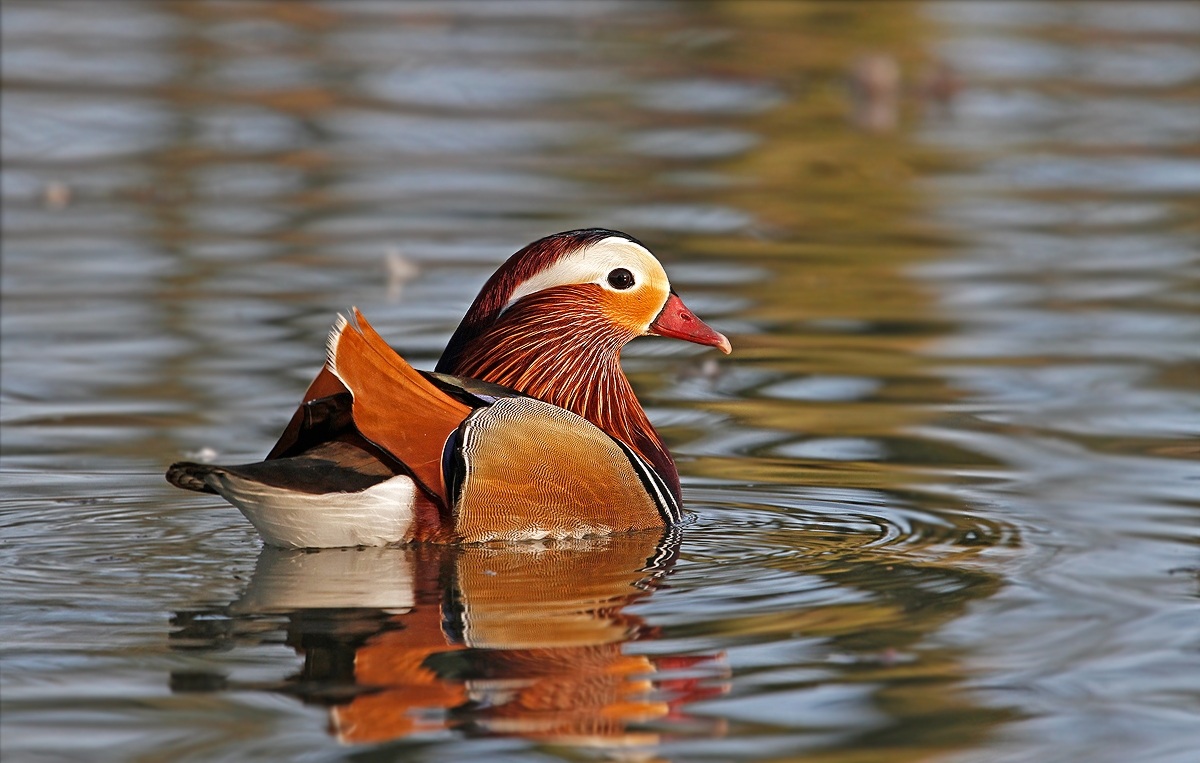 Mandarin