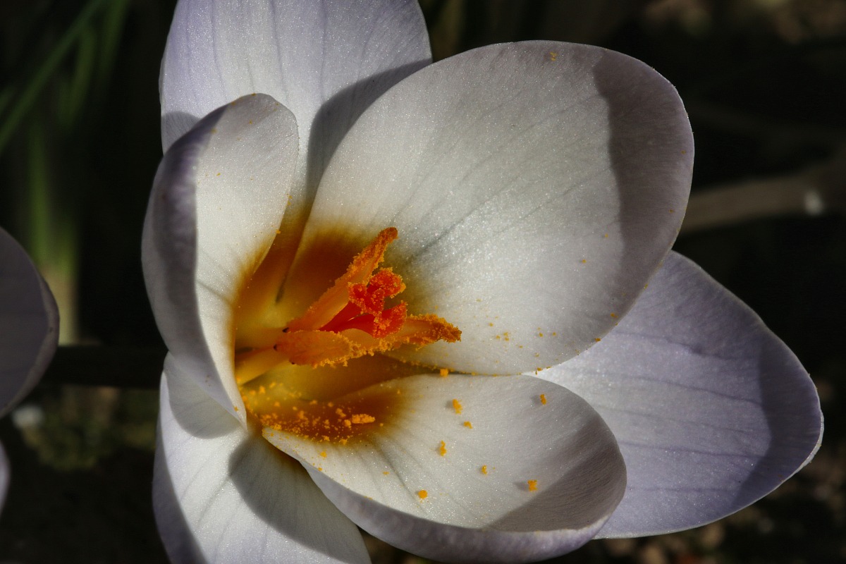 Crocus