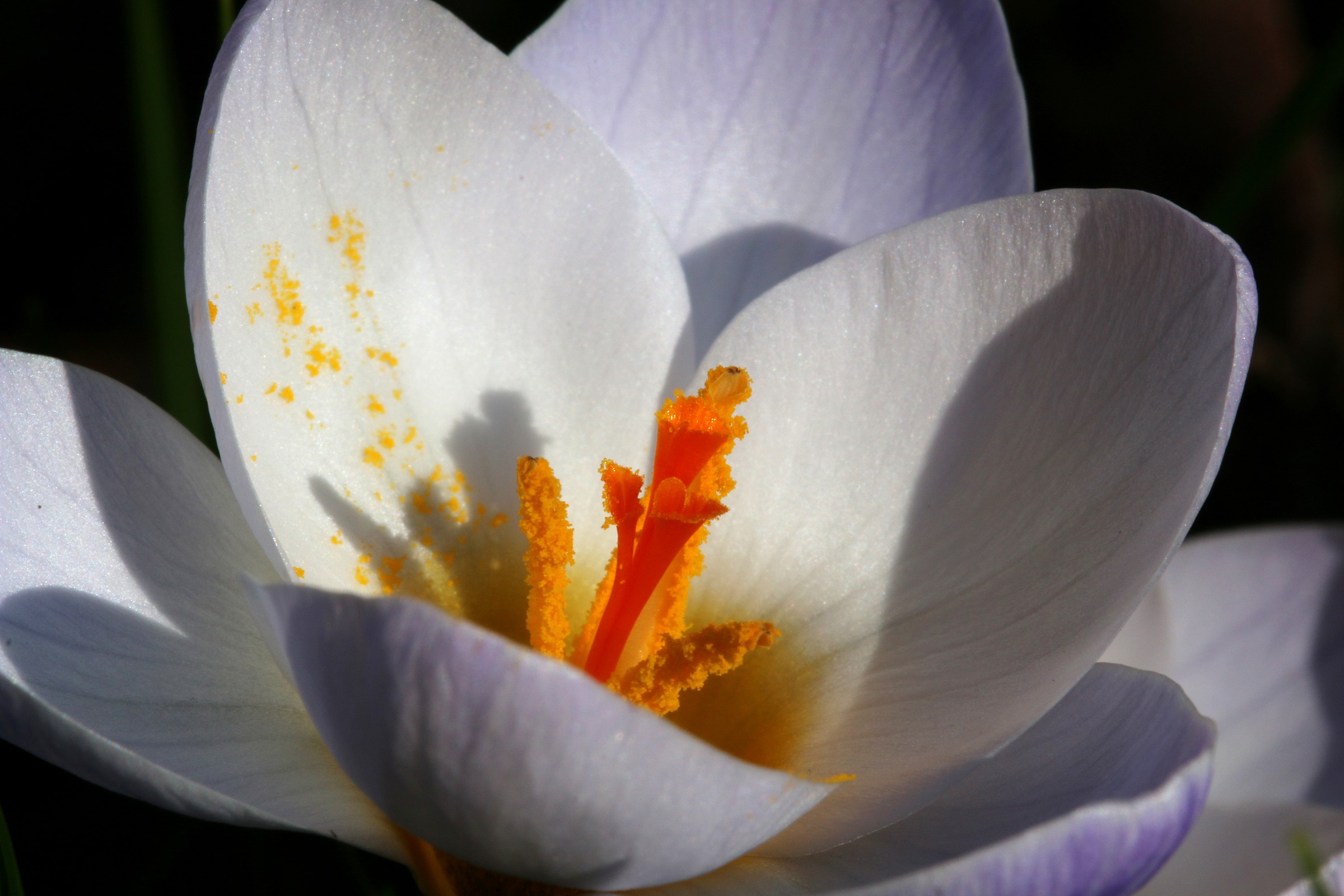 Crocus