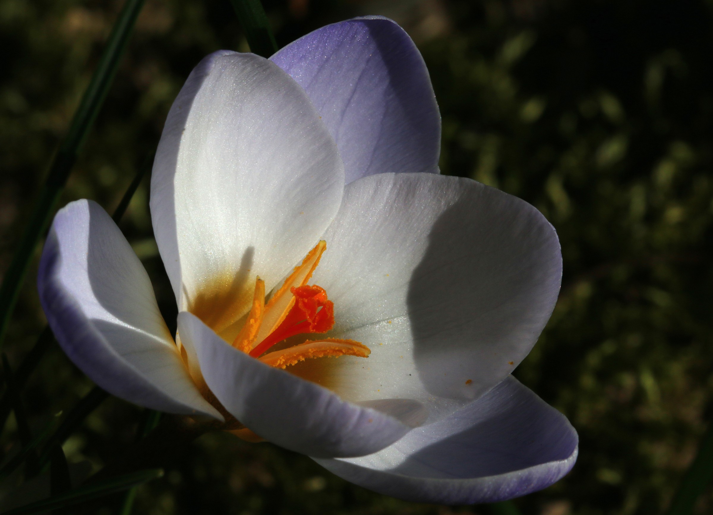 Crocus