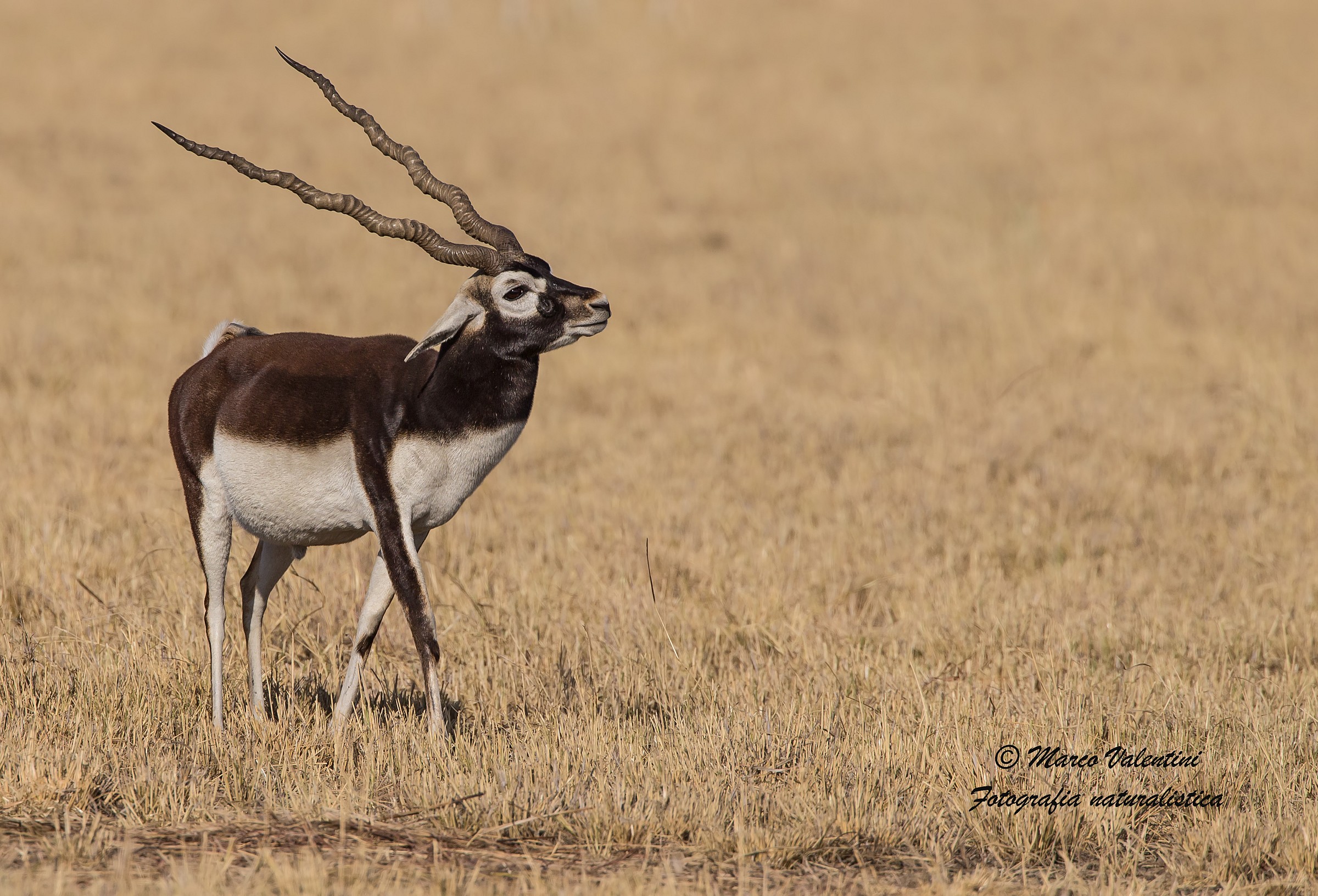 Principe della prateria