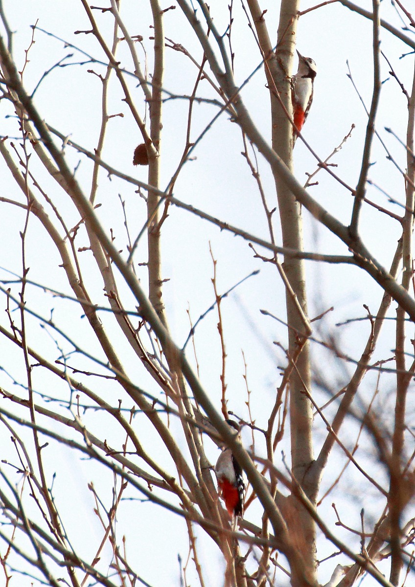 Woodpecker ... and his brother