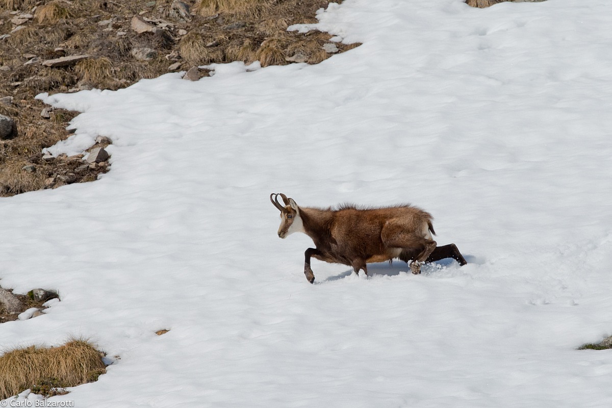 chamois in the snow