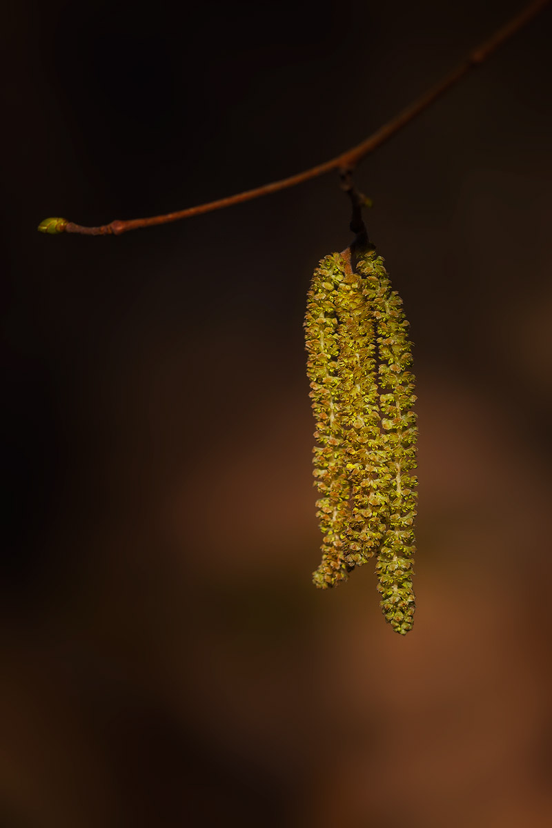 la primavera del nocciolo