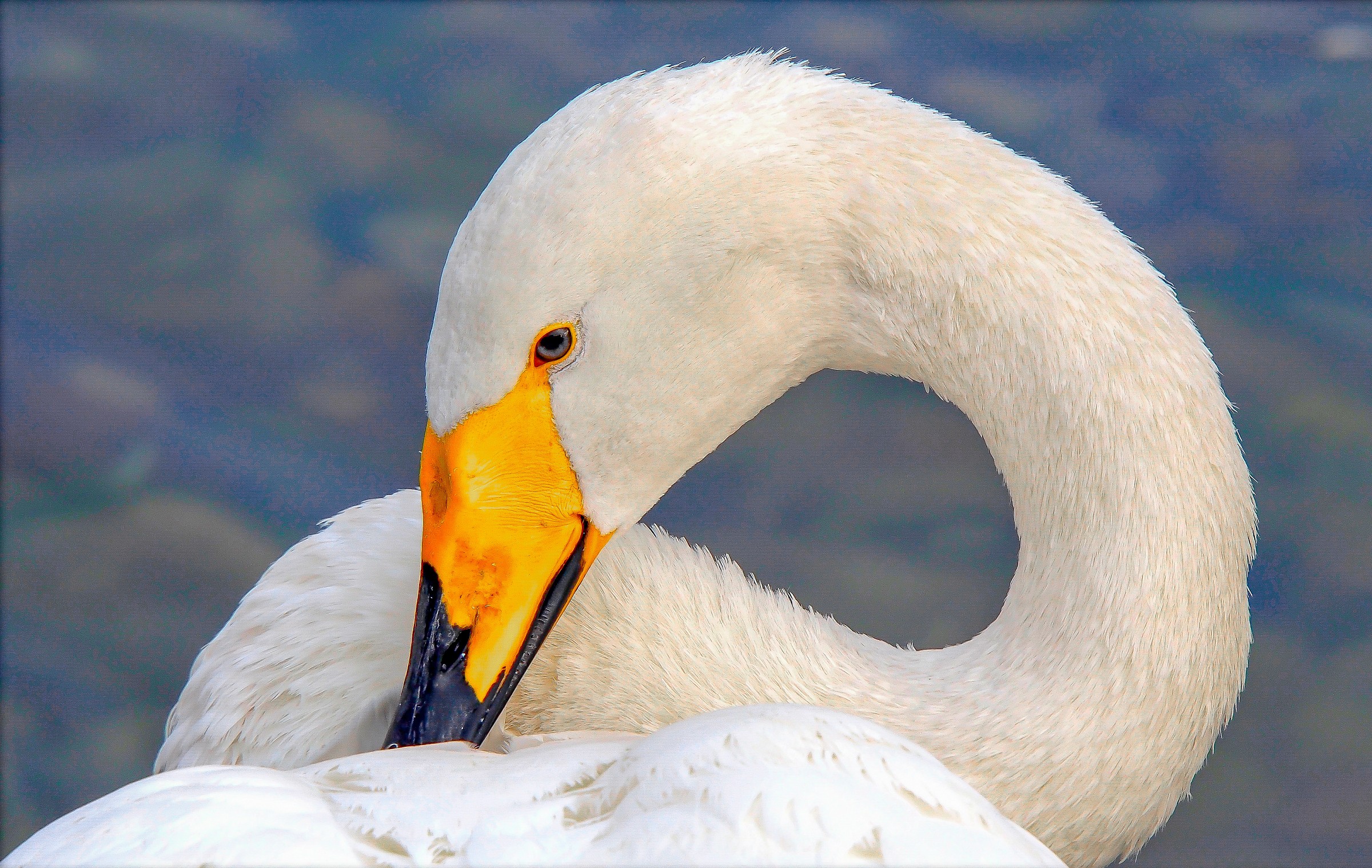 heart swan ....................