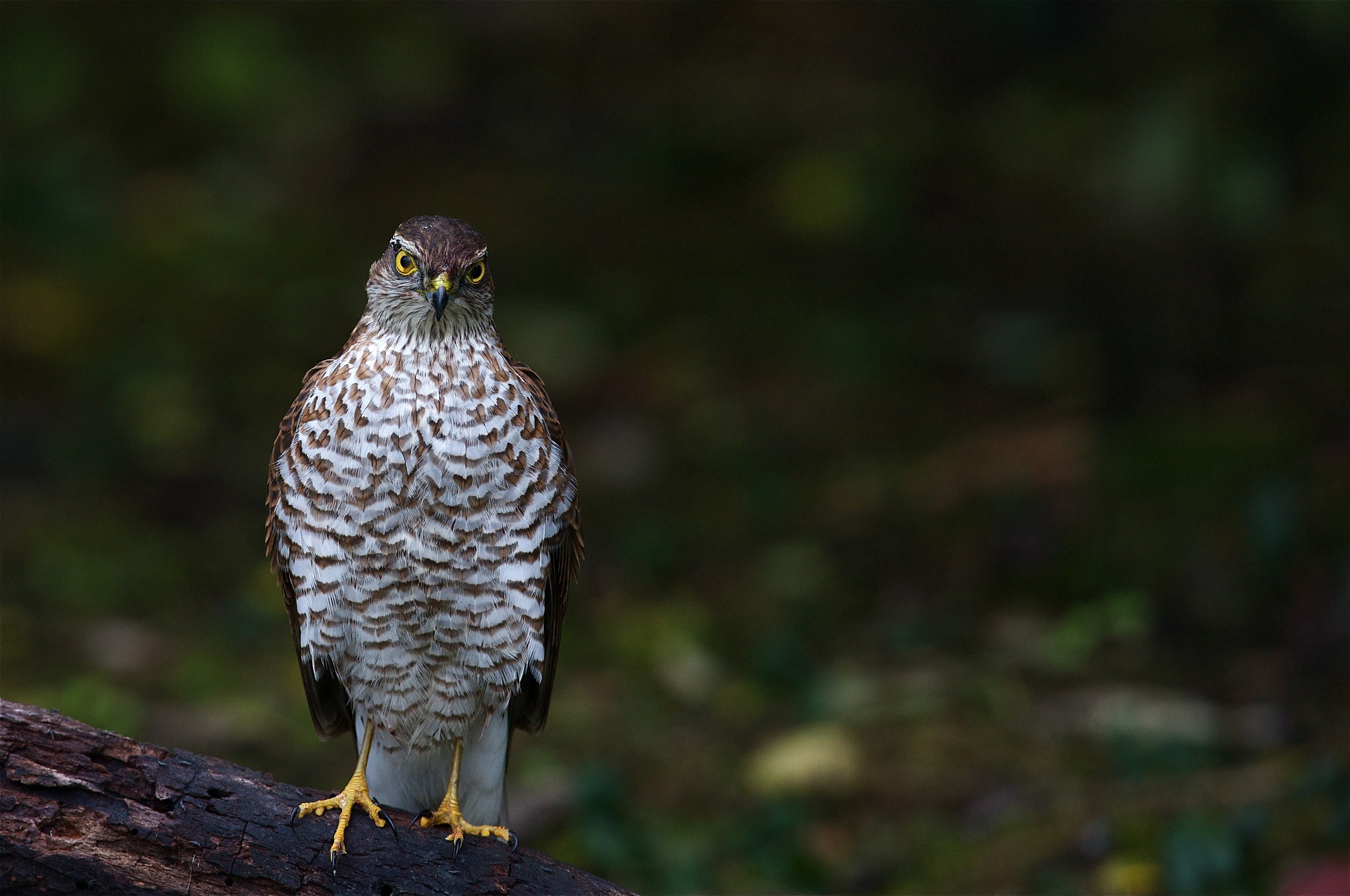 Wishes with a dedication