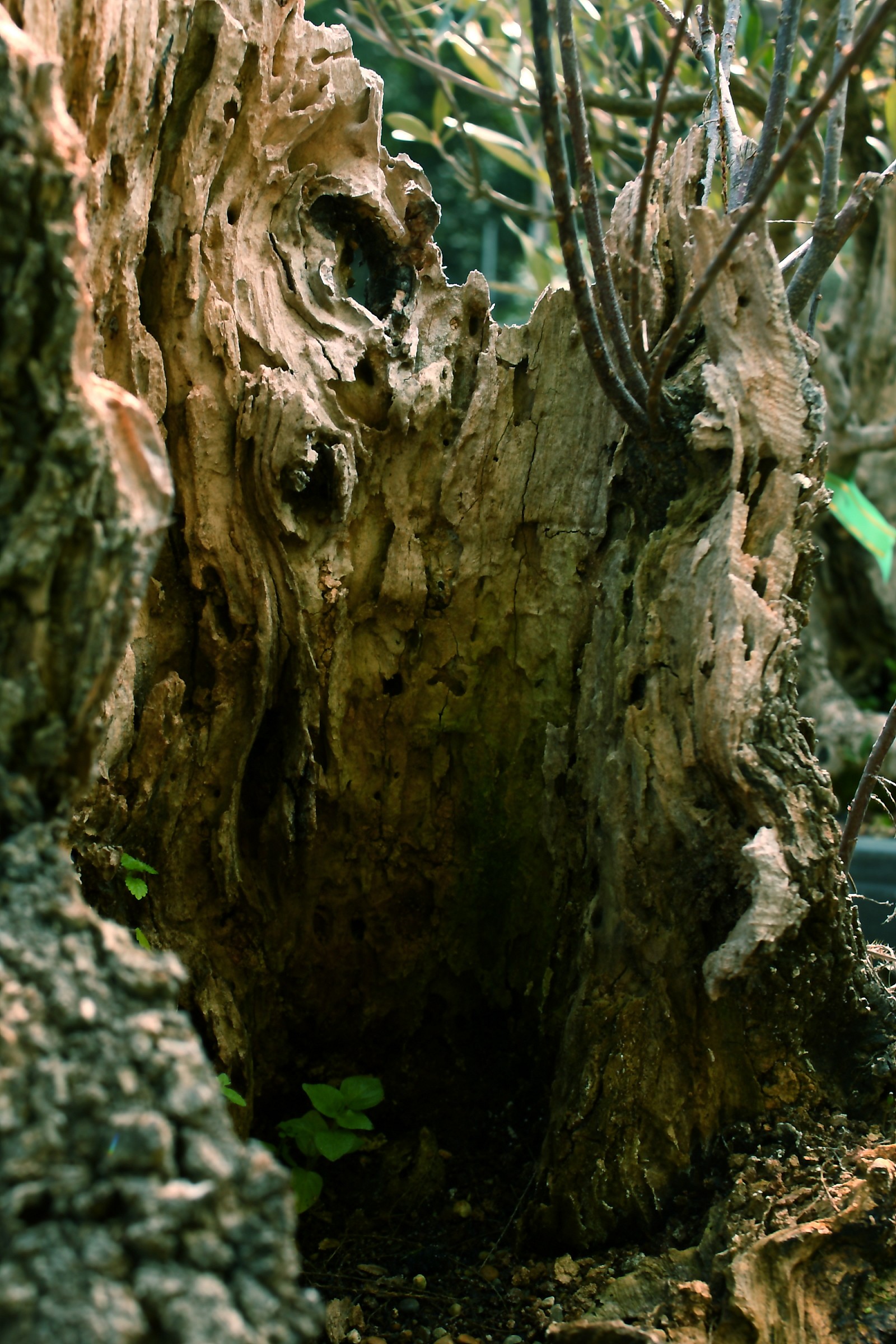 The Dark Side Of The Bonsai