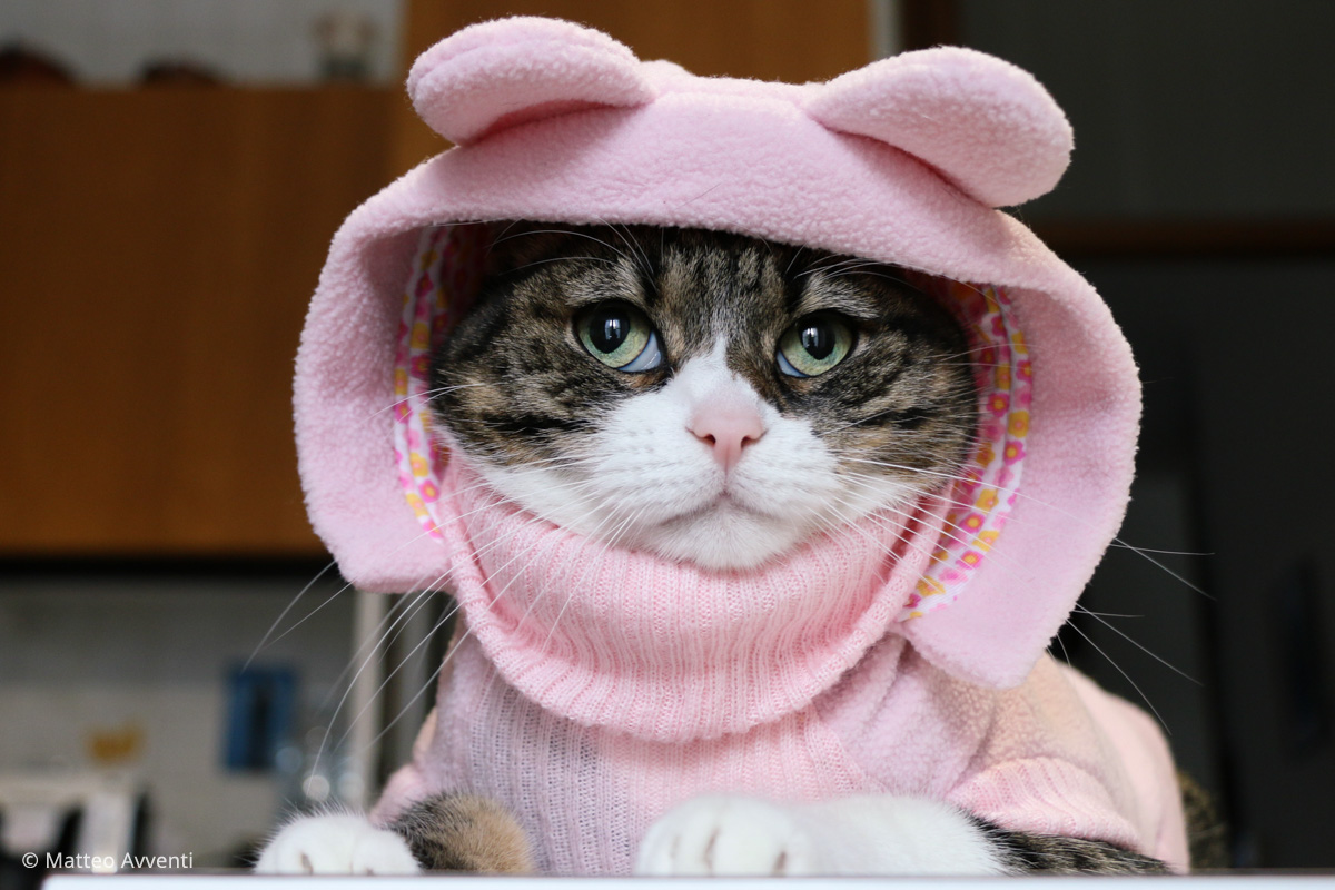 Peppa Cat !! (Minù)