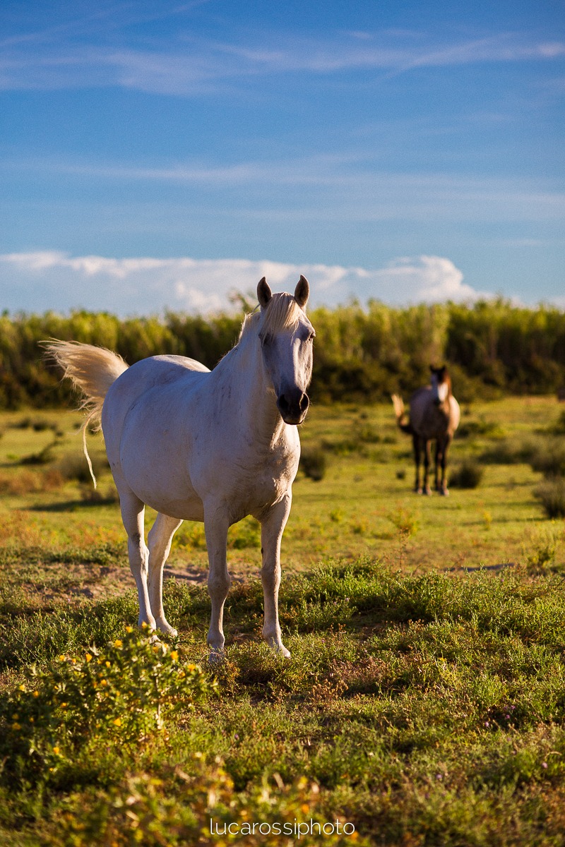 la camargue