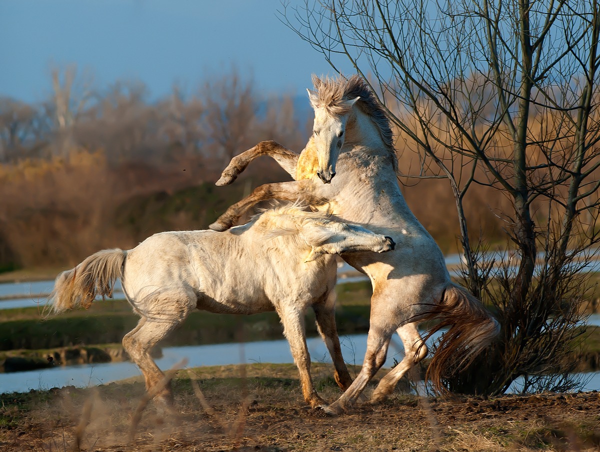 Cavalli Camargue