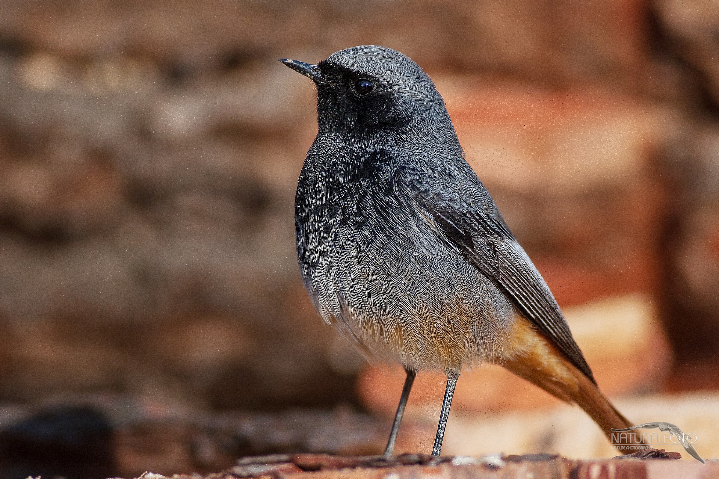 Redstart - 400 F 5.6 3.5 Meters